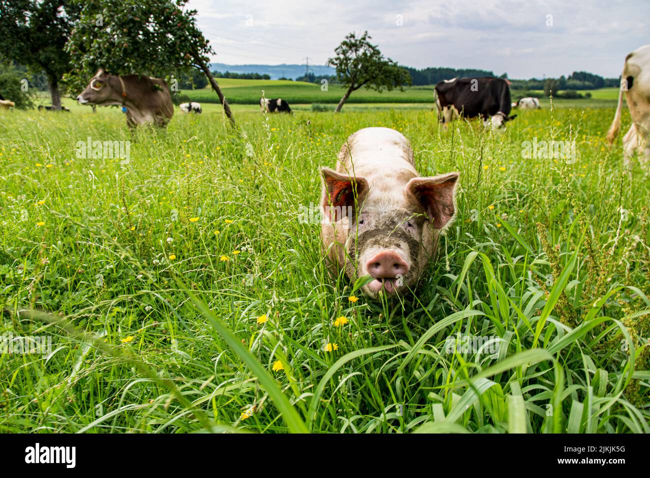 Glückliches Hausschwein mit Kühen auf dem Wiesengarten im Allgäu Stockfoto