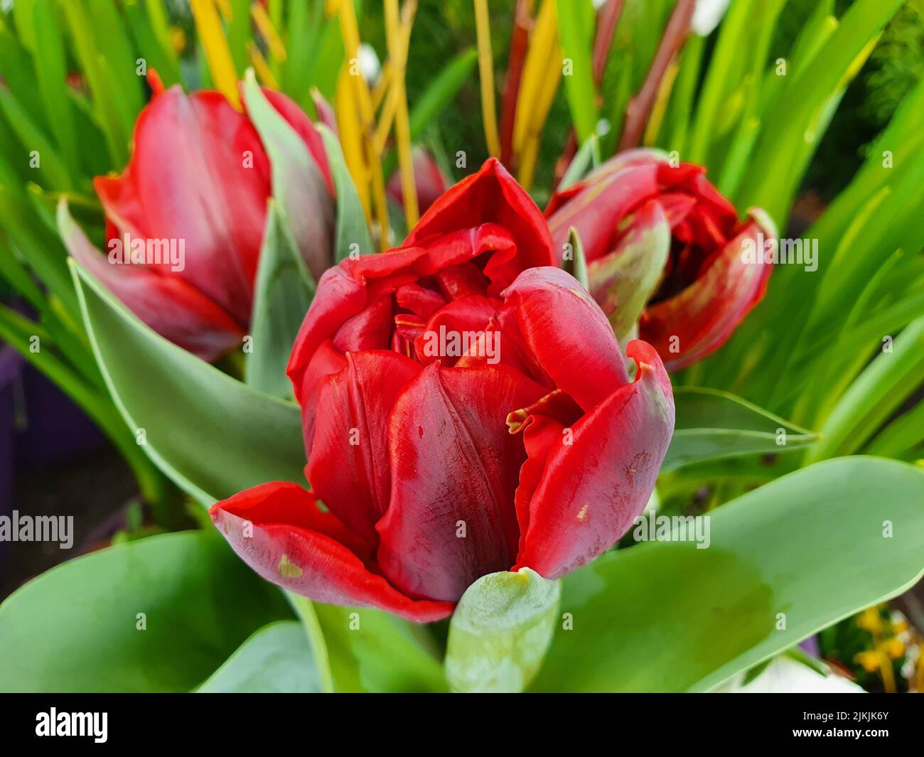 Die Nahaufnahme einer roten Emblazon-Tulpe Stockfoto
