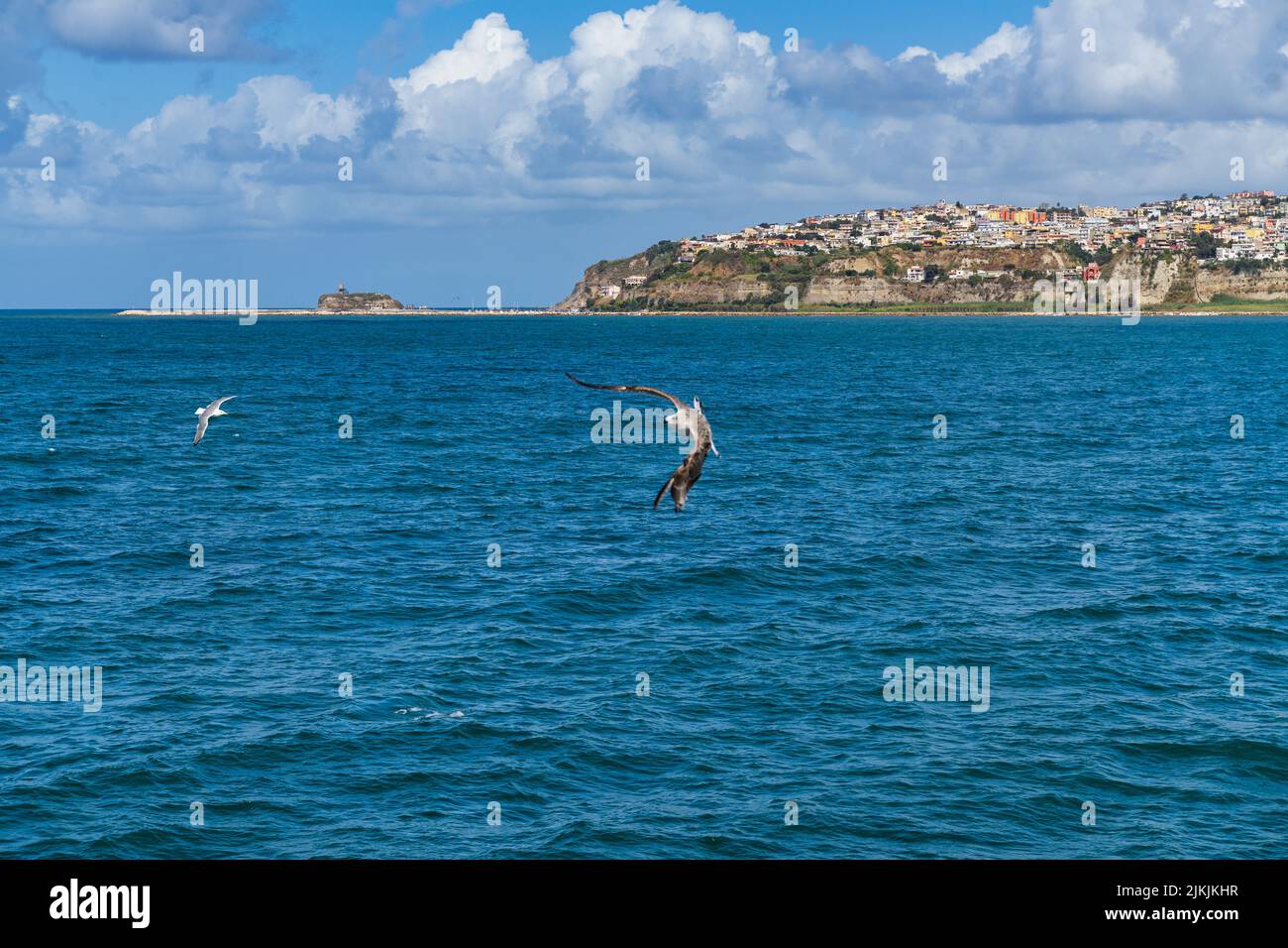 Möwen fliegen mit Monte Procida im Hintergrund, Region Kampanien, Italien, Europa Stockfoto