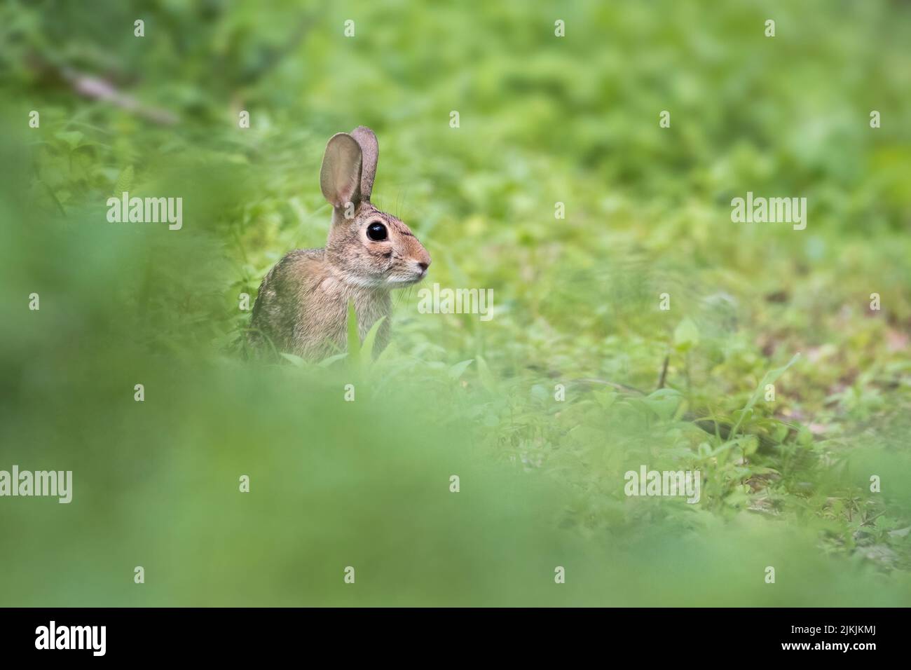 Eine Nahaufnahme eines niedlichen Hasen auf dem Gras auf einem Feld Stockfoto