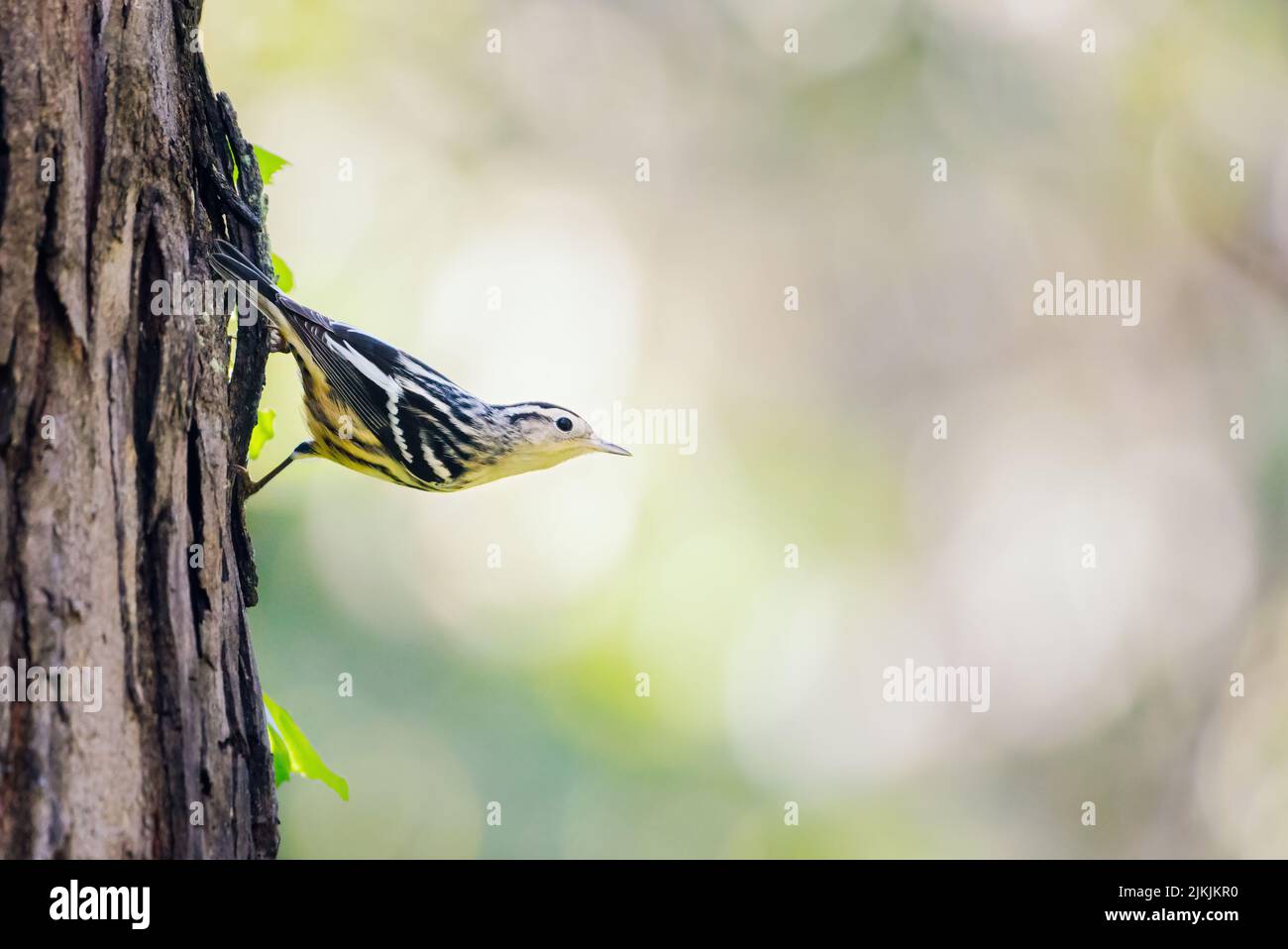Ein Waldsänger (Mniotilta varia), der in der Rinde eines Baumes nach Insekten sucht Stockfoto