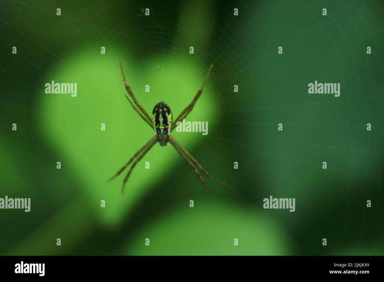 Eine Nahaufnahme einer gelben Gartenspinne auf Spinnennetz vor grünem Hintergrund. Argiope aurantia. Stockfoto