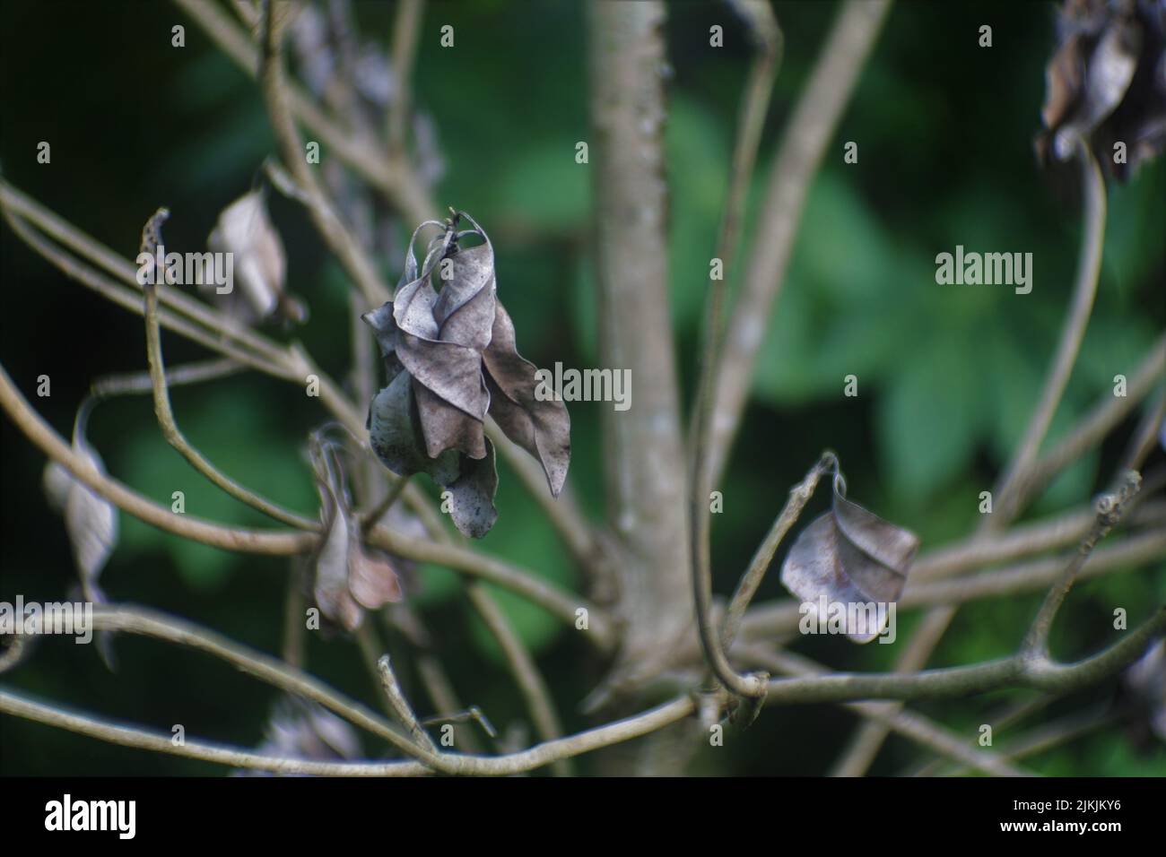 Eine Nahaufnahme von trockenen grauen Blättern auf Ästen. Ausgewählter Fokus. Stockfoto