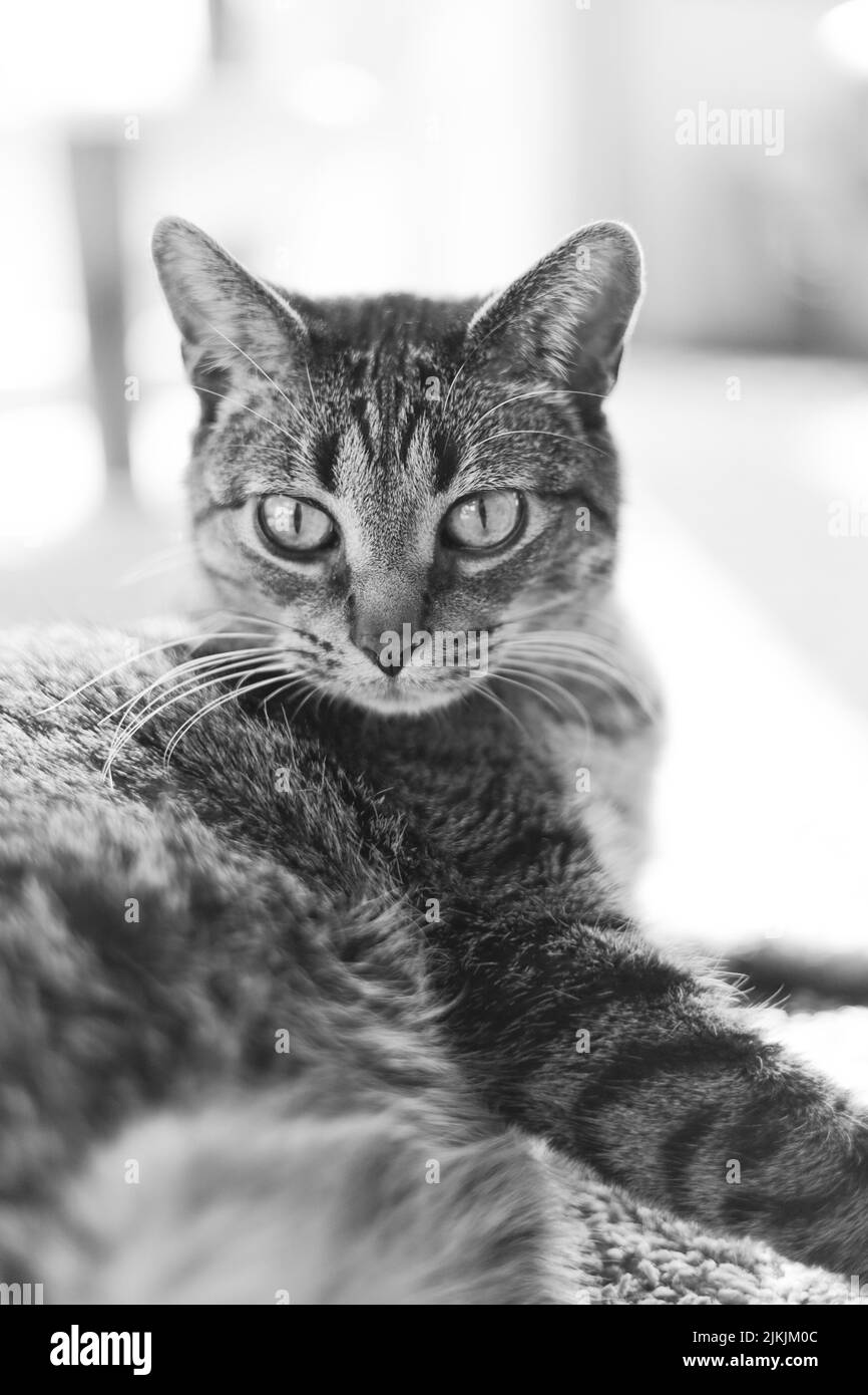 Eine Graustufe einer niedlichen Katze, die auf einem unscharfen Hintergrund auf die Kamera schaut Stockfoto