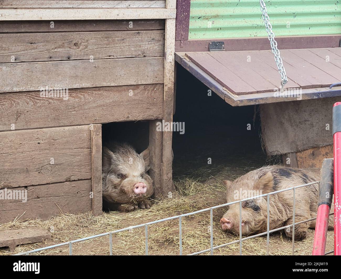 Ein Blick auf niedliche zwei Schweine auf einem Bauernhof Stockfoto