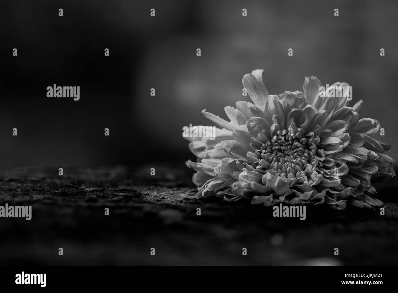Eine Graustufenansicht einer Chrysantheme Stockfoto