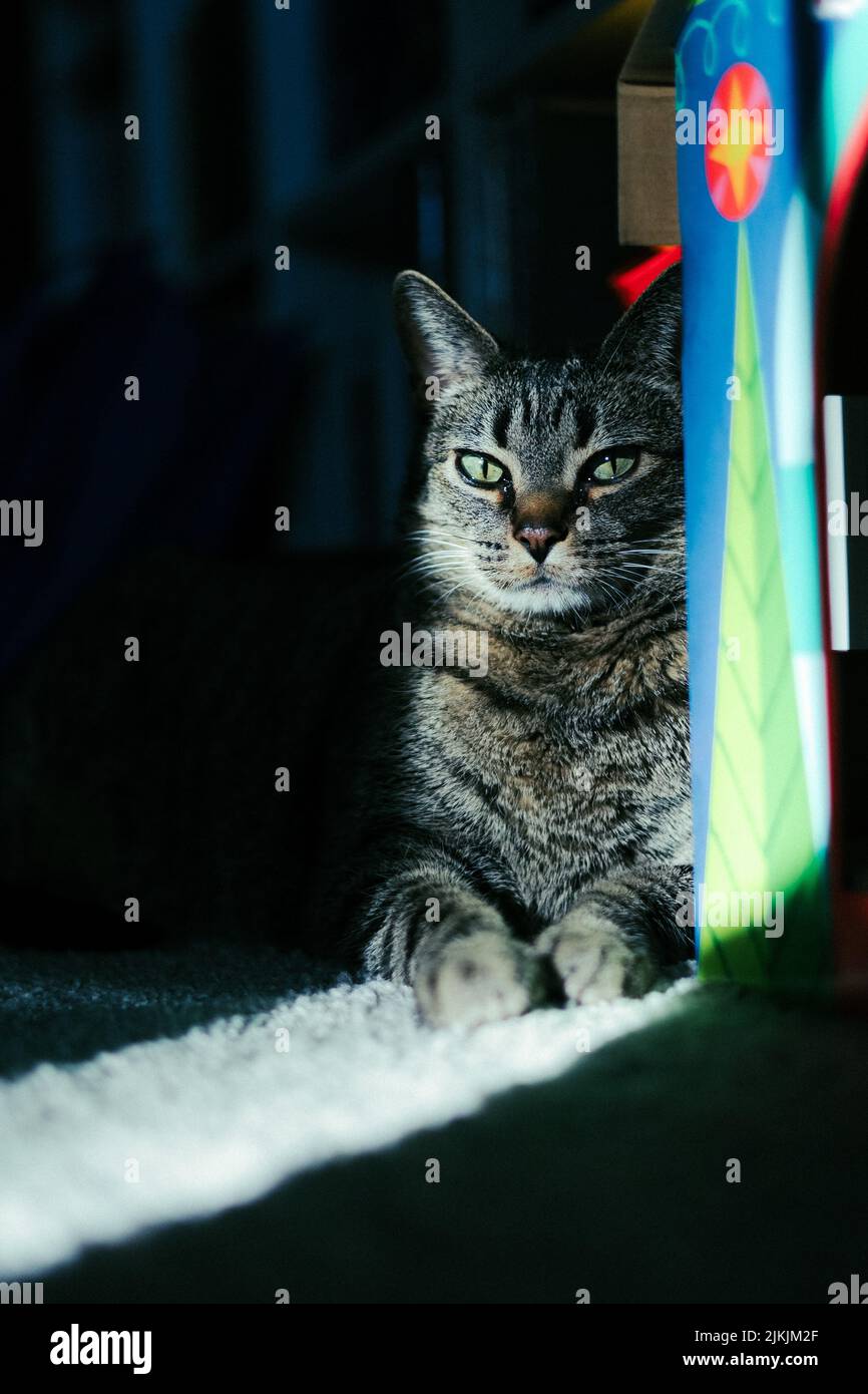 Eine Nahaufnahme einer niedlichen Katze, die in einem Raum auf die Kamera schaut Stockfoto