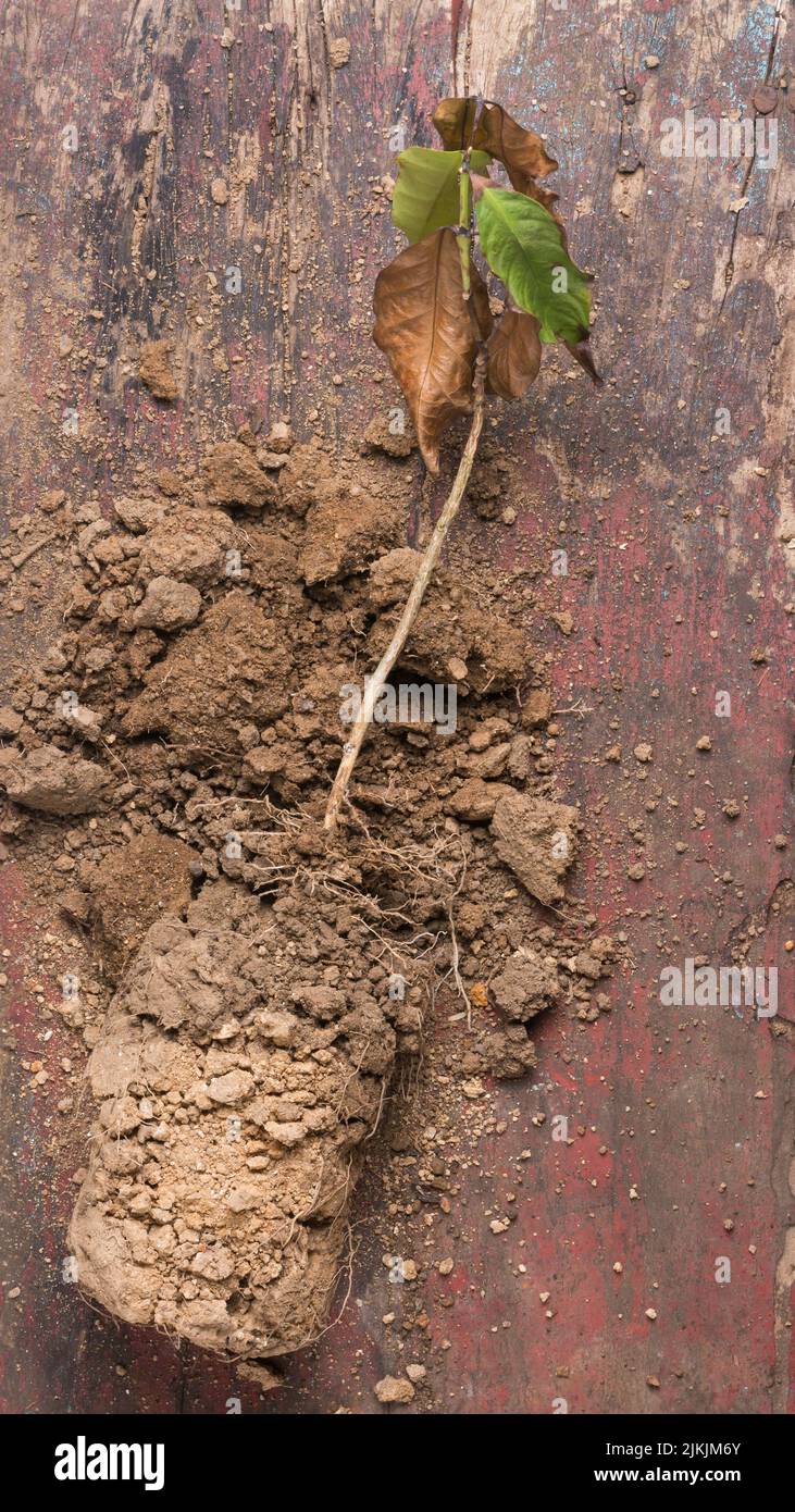 Getrocknete tote Baumpflanze mit verstreutem Boden auf der Gartentisch-Tischplatte, verwelkte Pflanze ohne richtige Bewässerung oder Pflege, direkt von oben entnommen Stockfoto