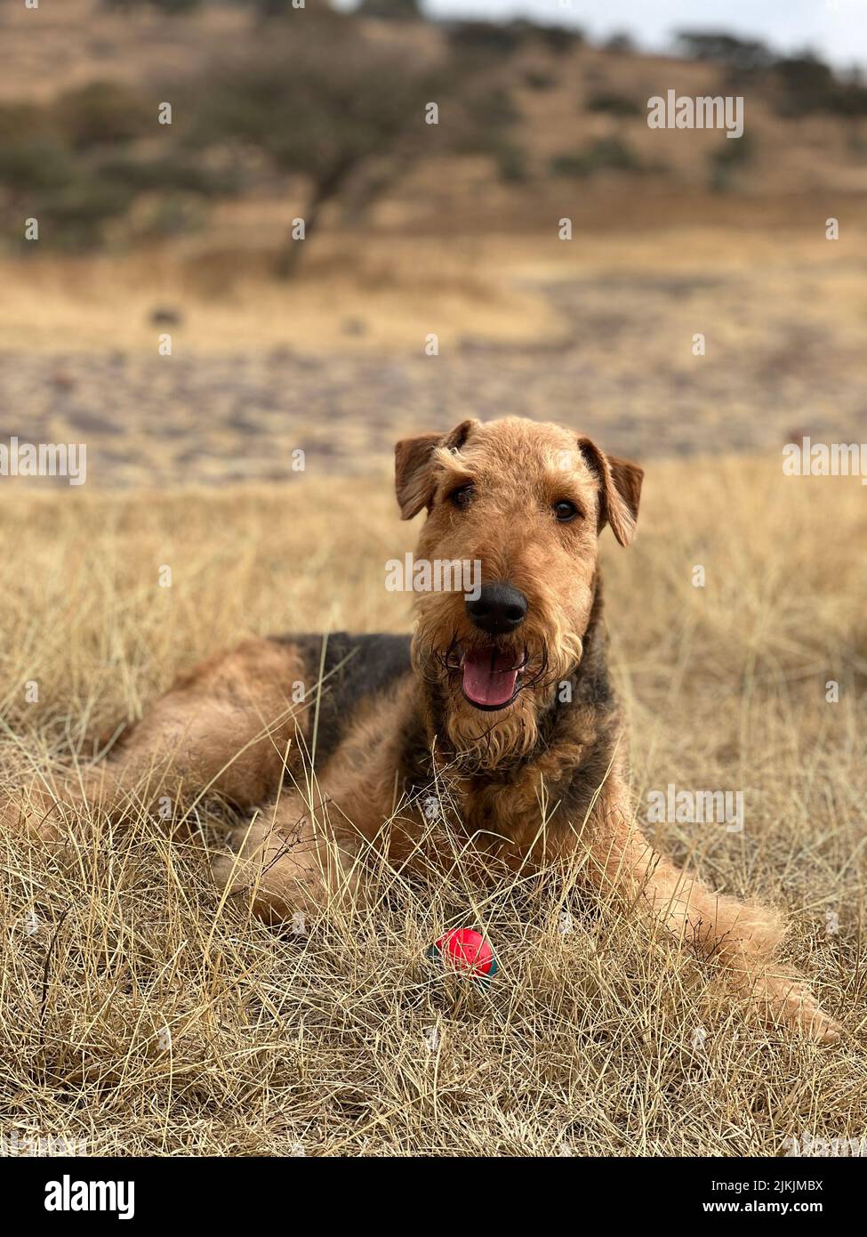 Ein vertikaler ashot eines niedlichen Airedale Terrier Hundes auf dem Braten Gras Stockfoto