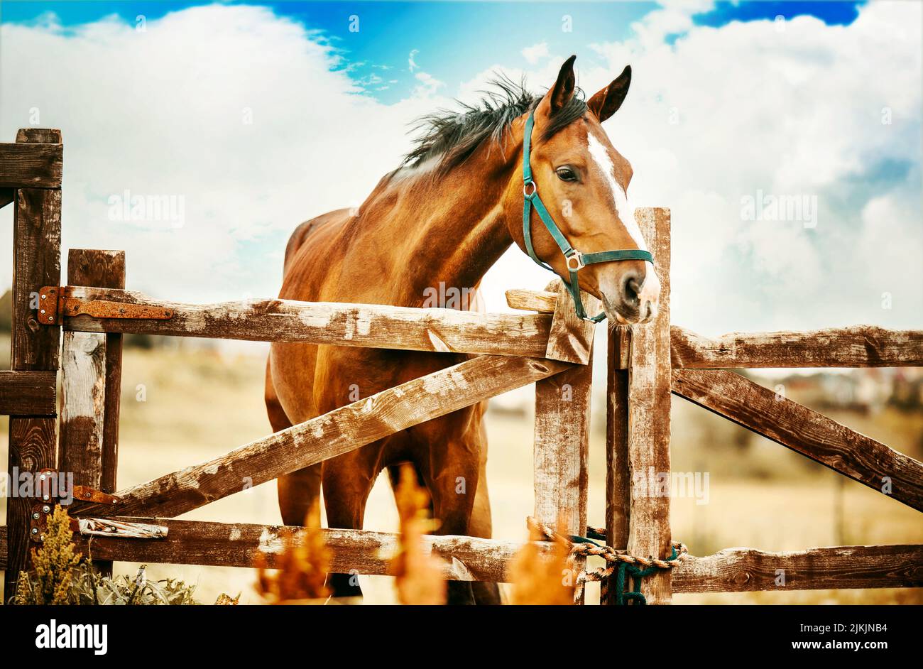 Ein schönes Lorbeerpferd steht am Holztor des Fahrerlagers auf dem Bauernhof vor dem Hintergrund des Feldes und des blauen Himmels an einem klaren Tag. Agricu Stockfoto