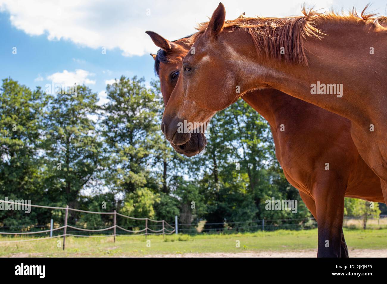 Nahaufnahme von zwei Pferden auf einer Ranch, Berlin, Brandenburg Stockfoto