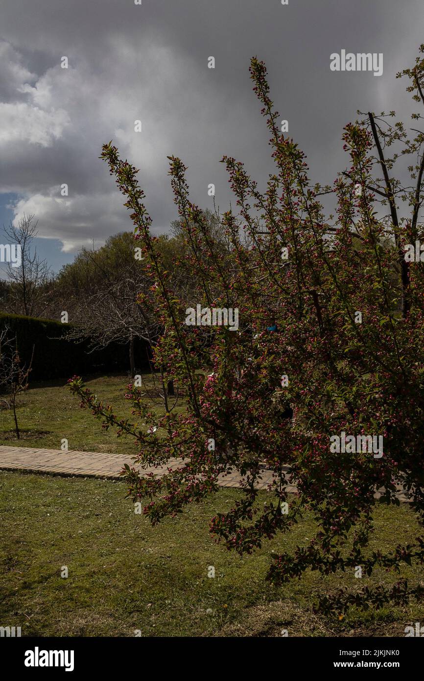 Ein Apfelbaum im National Botanical Garden of Iran in Teheran, Iran Stockfoto