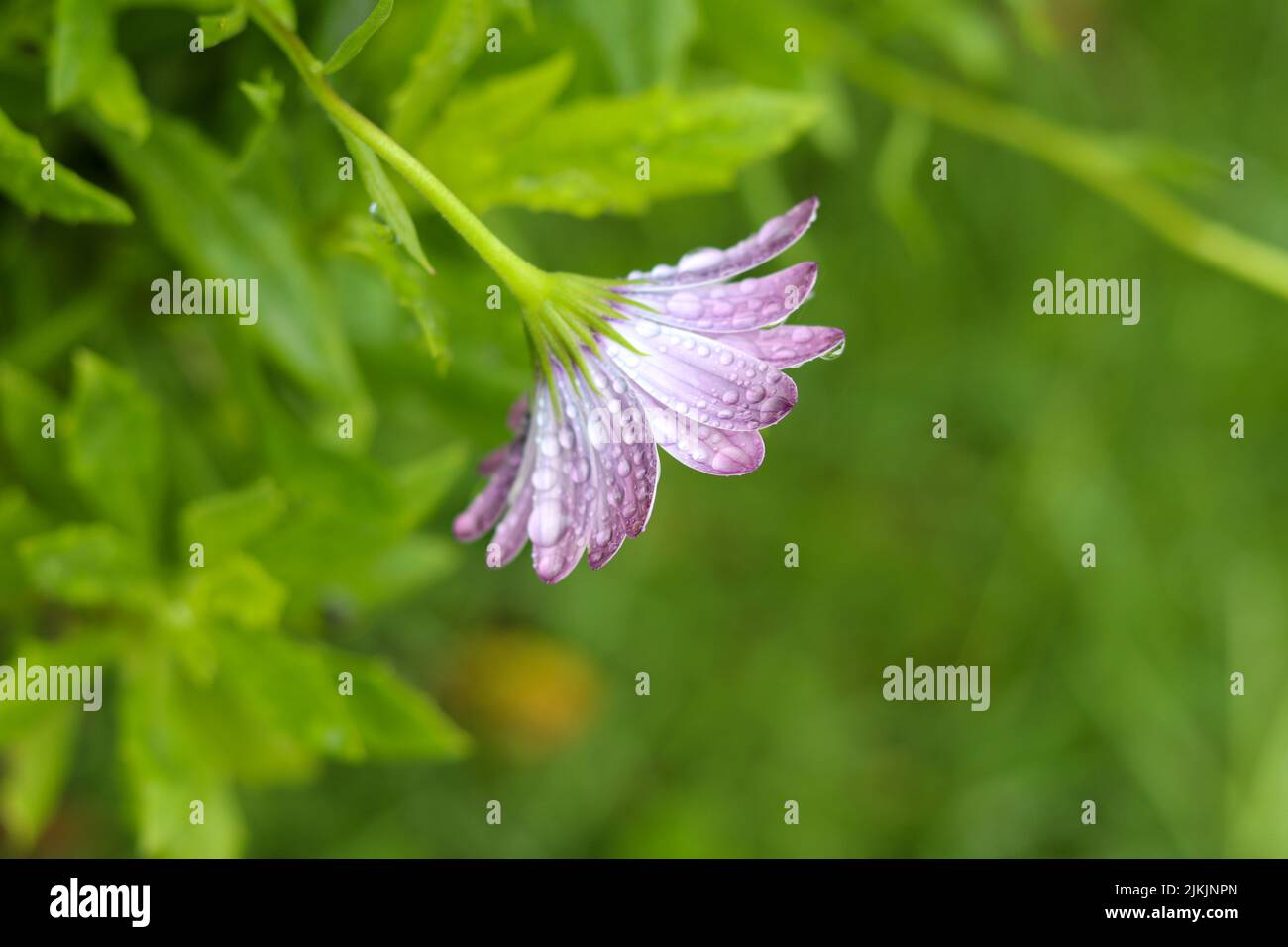 Eine violette Gänseblümchen mit Regentropfen auf einem verschwommenen grünen Hintergrund Stockfoto
