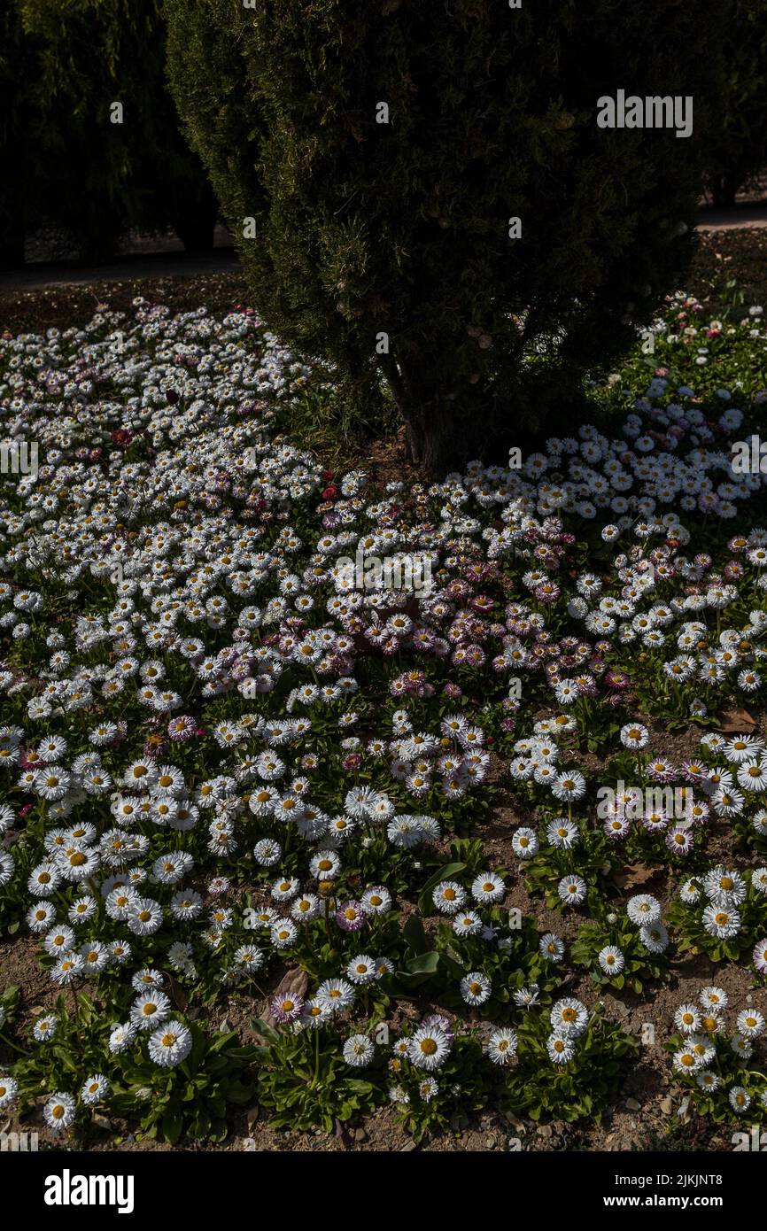 Die Blumen im National Botanical Garden in Teheran, Iran Stockfoto