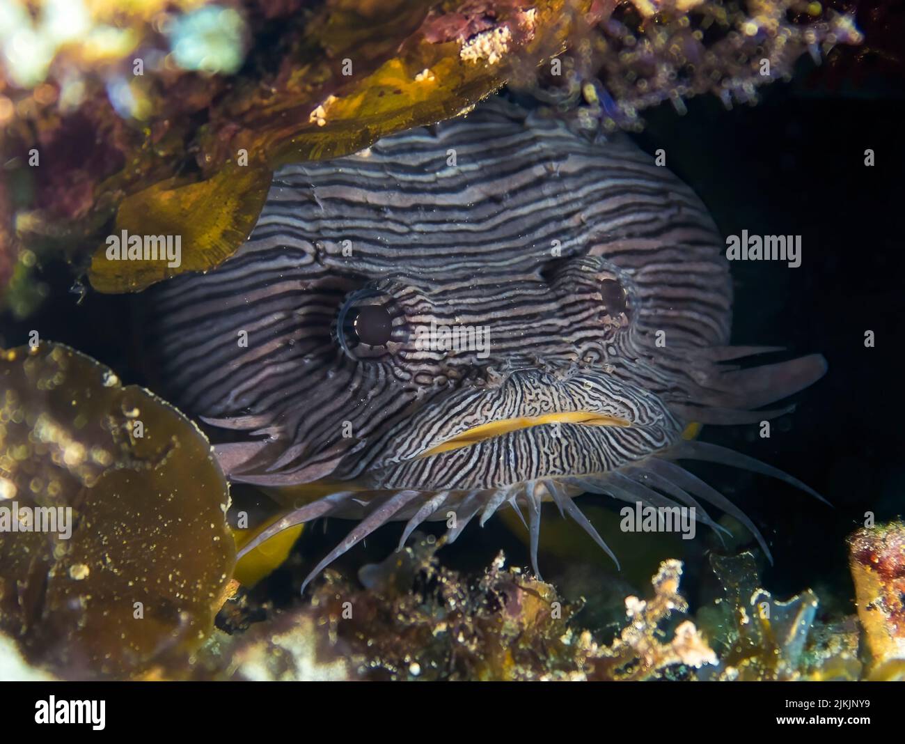 Der prächtige Krötenfisch (Sanopus splendidus) kommt nur auf der mexikanischen Insel Cozumel vor Stockfoto