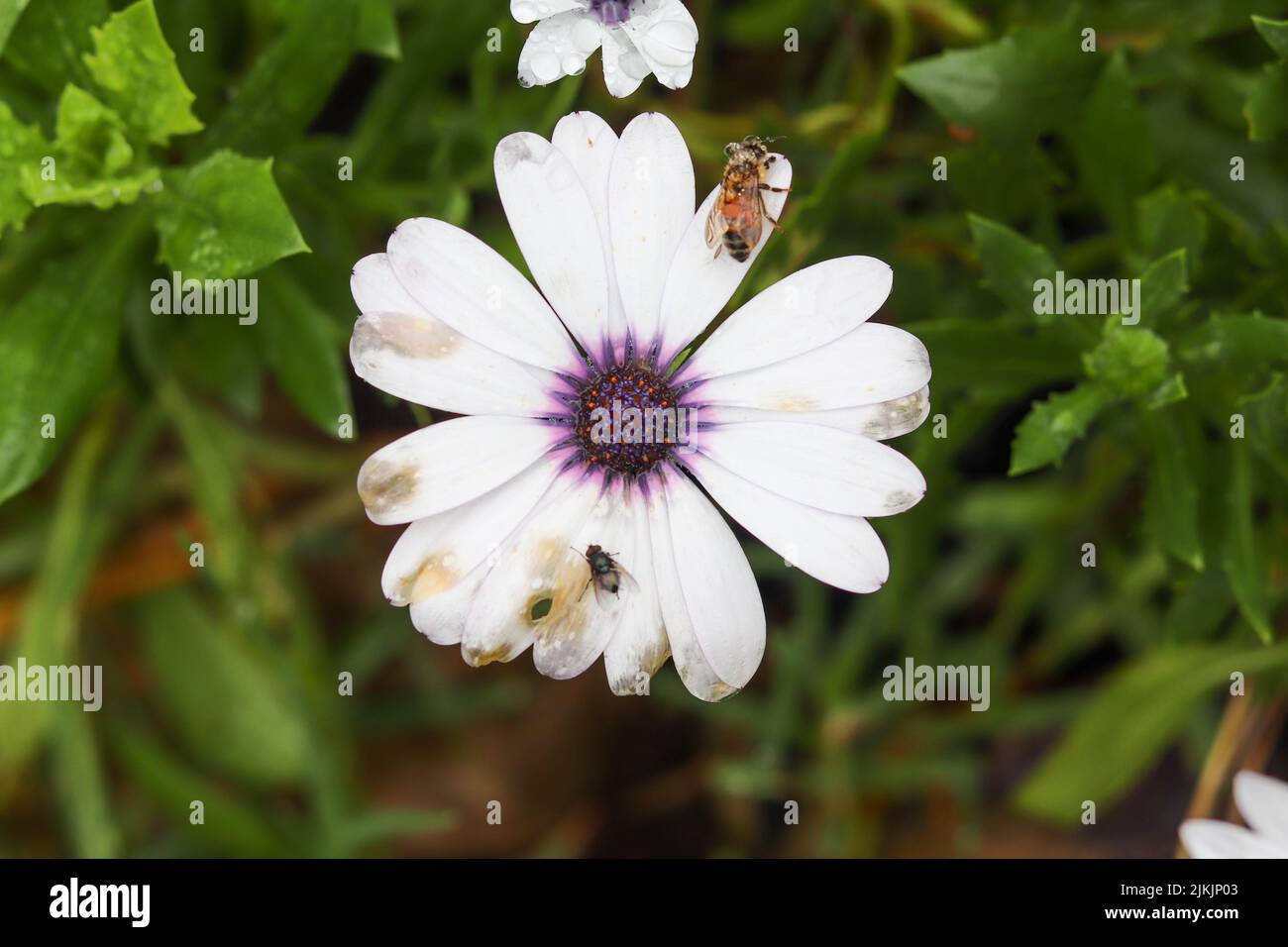 Eine Makroansicht einer Biene und einer Fliege auf einer weißen Gänseblümchen-Blume Stockfoto