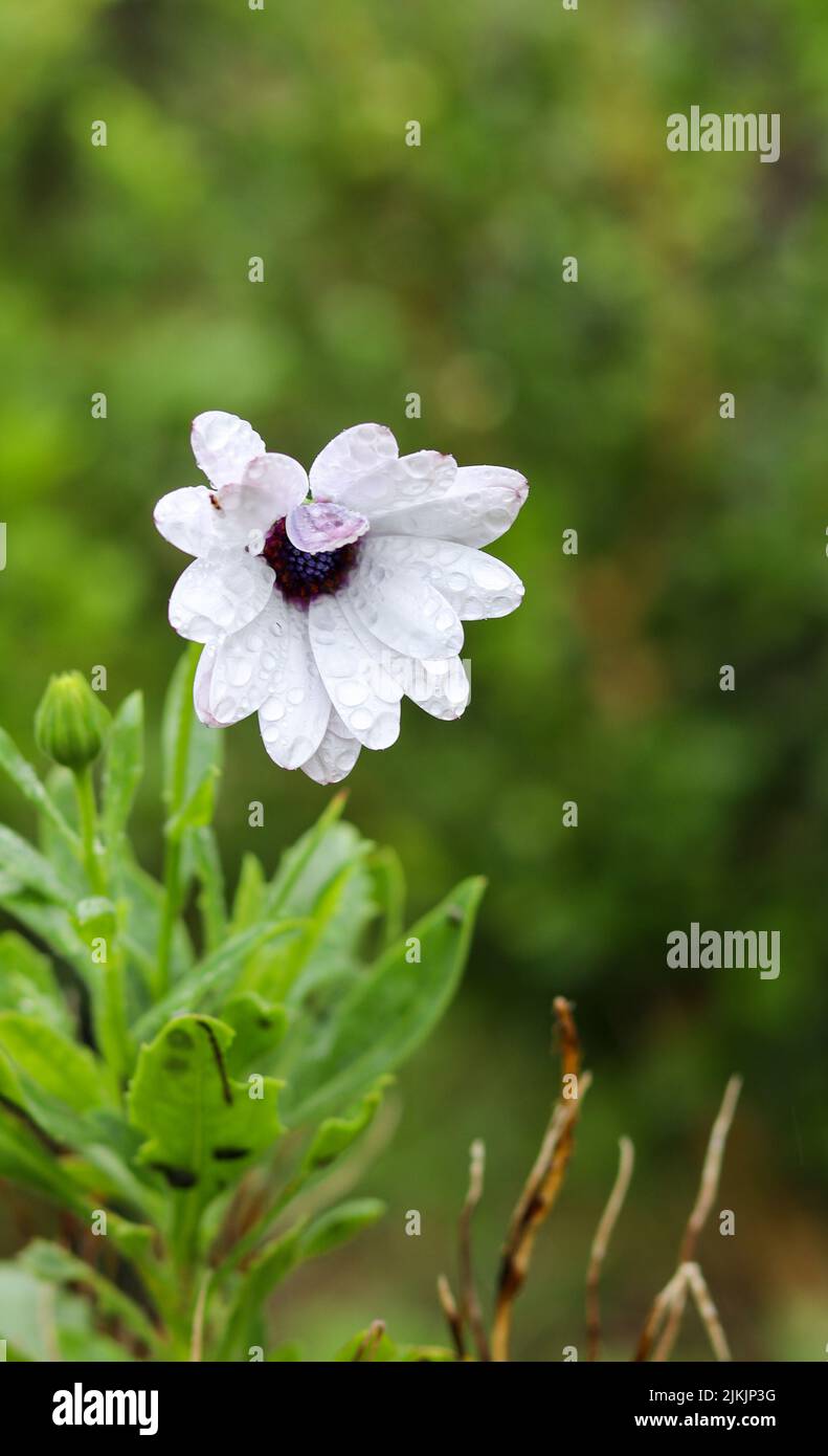 Eine vertikale Nahaufnahme einer natürlichen weißen Gänseblümchen-Blume mit Regentropfen Stockfoto