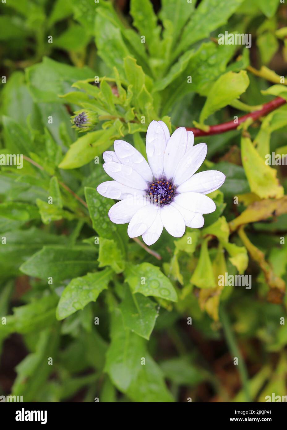 Eine vertikale Makroansicht einer natürlichen weißen Gänseblümchen-Blume mit Regentropfen Stockfoto