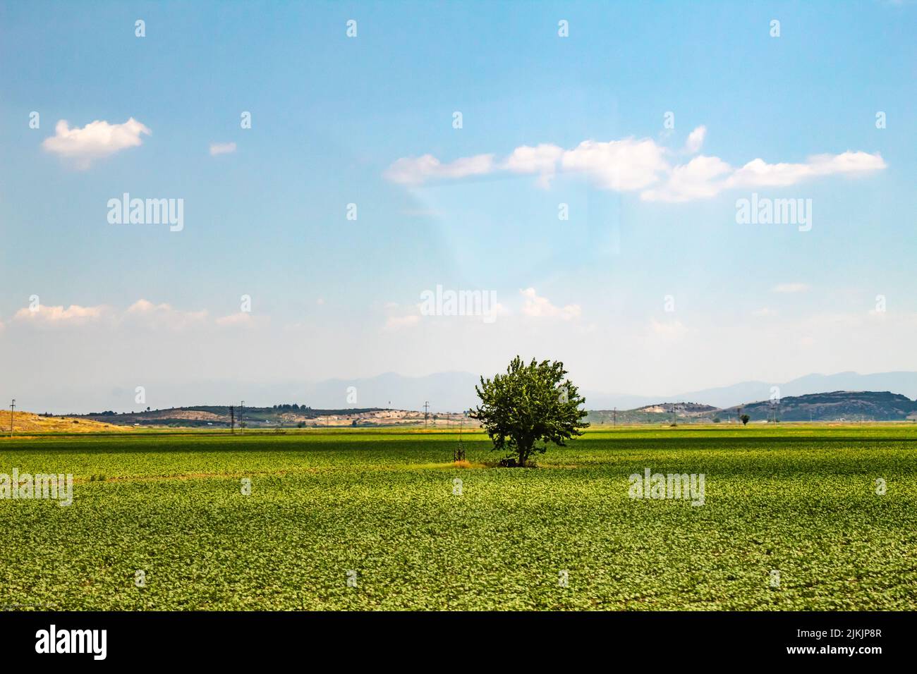 Ein isolierter blühter Baum auf einem offenen Feld unter einem klaren Himmel und Hügel im Hintergrund Stockfoto