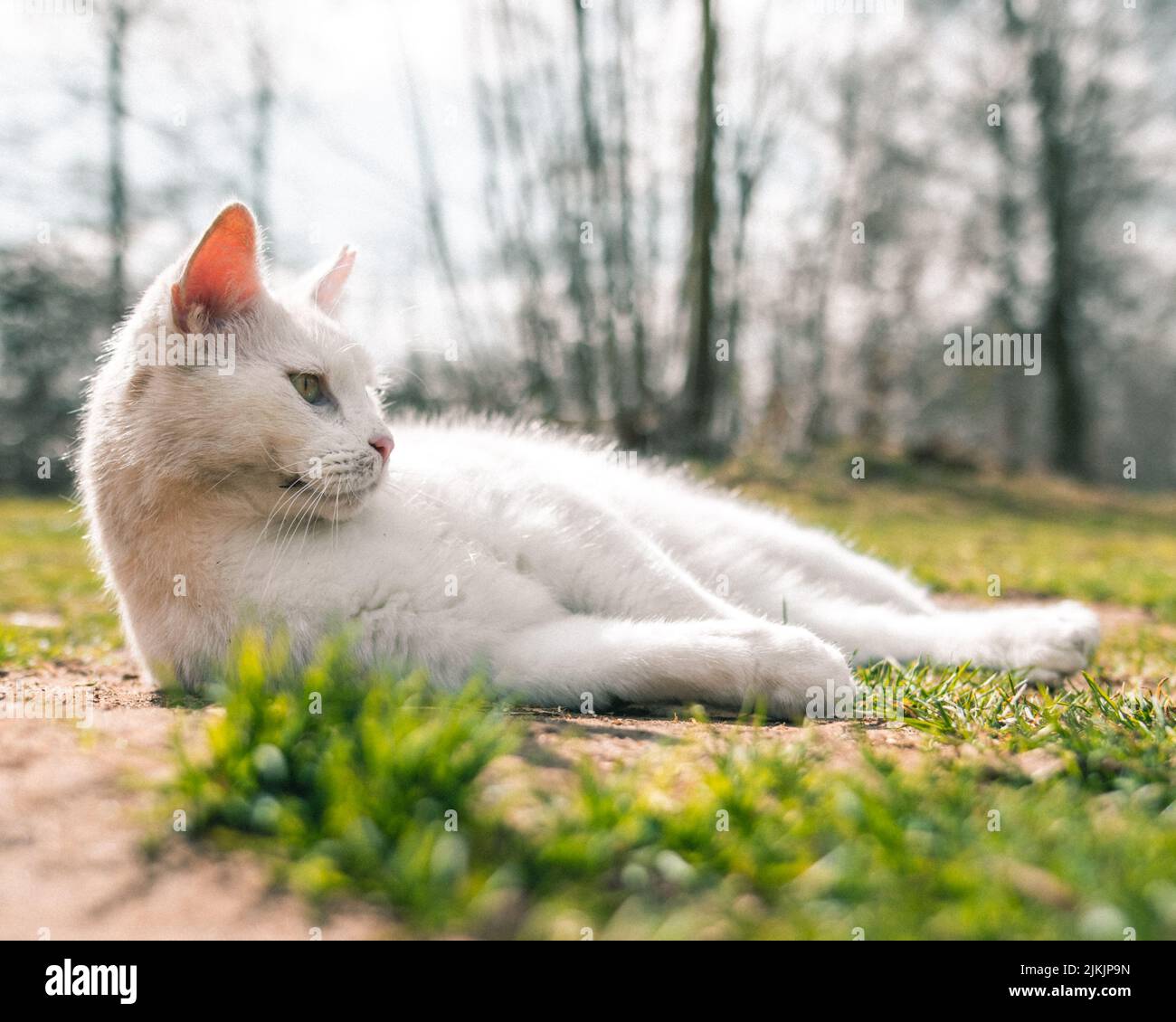 Eine Nahaufnahme einer schönen weißen Katze, die an einem sonnigen Tag im Garten auf dem Gras liegt Stockfoto