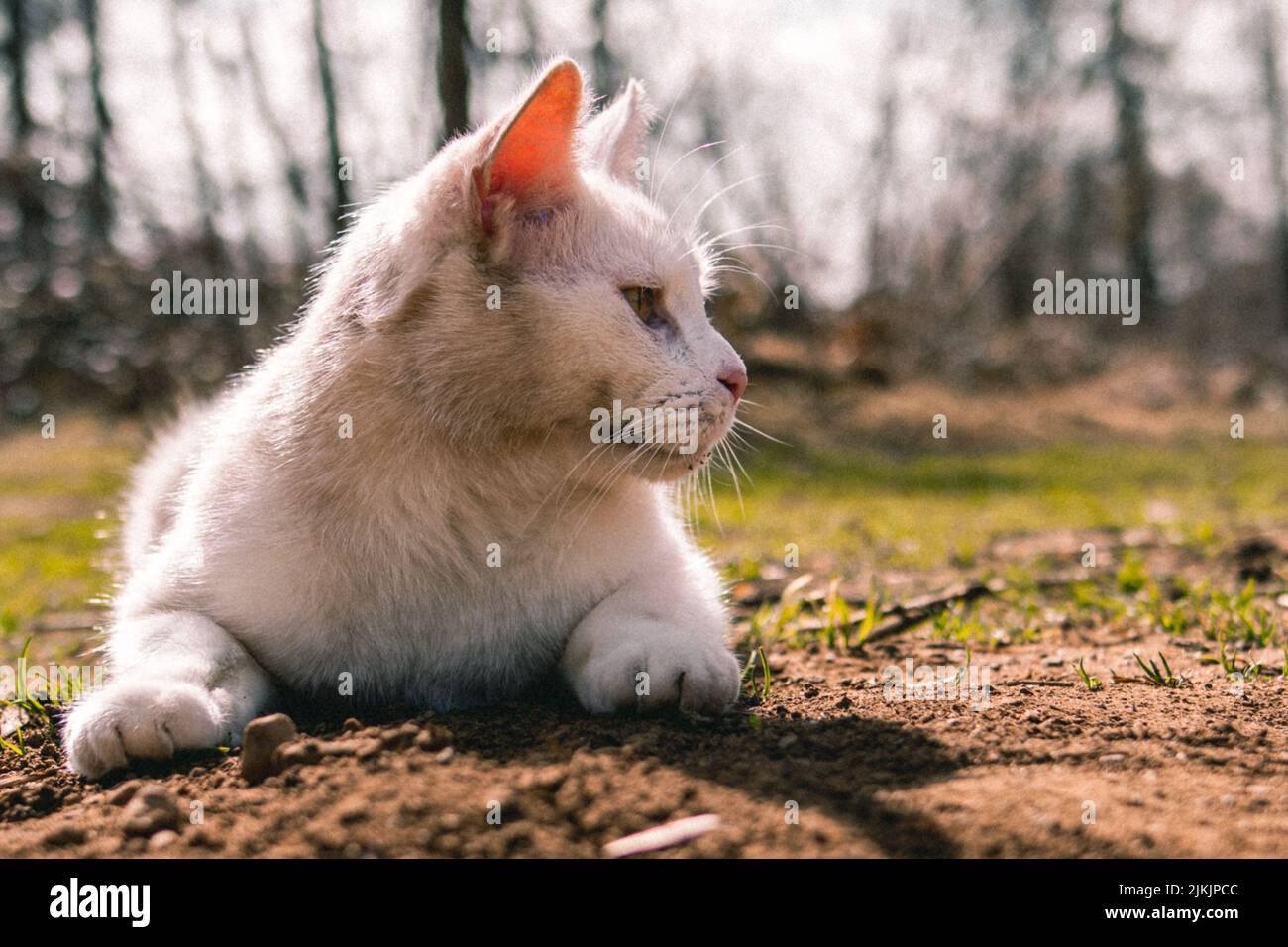 Eine Nahaufnahme einer schönen weißen Katze, die an einem sonnigen Tag im Garten auf dem Gras liegt Stockfoto