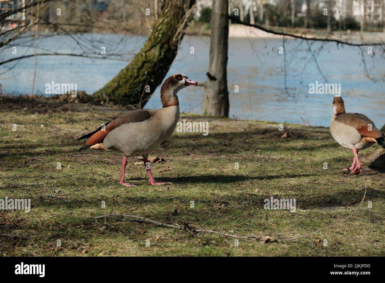 Ein Paar ägyptischer Gänse am Ufer eines Teiches Stockfoto