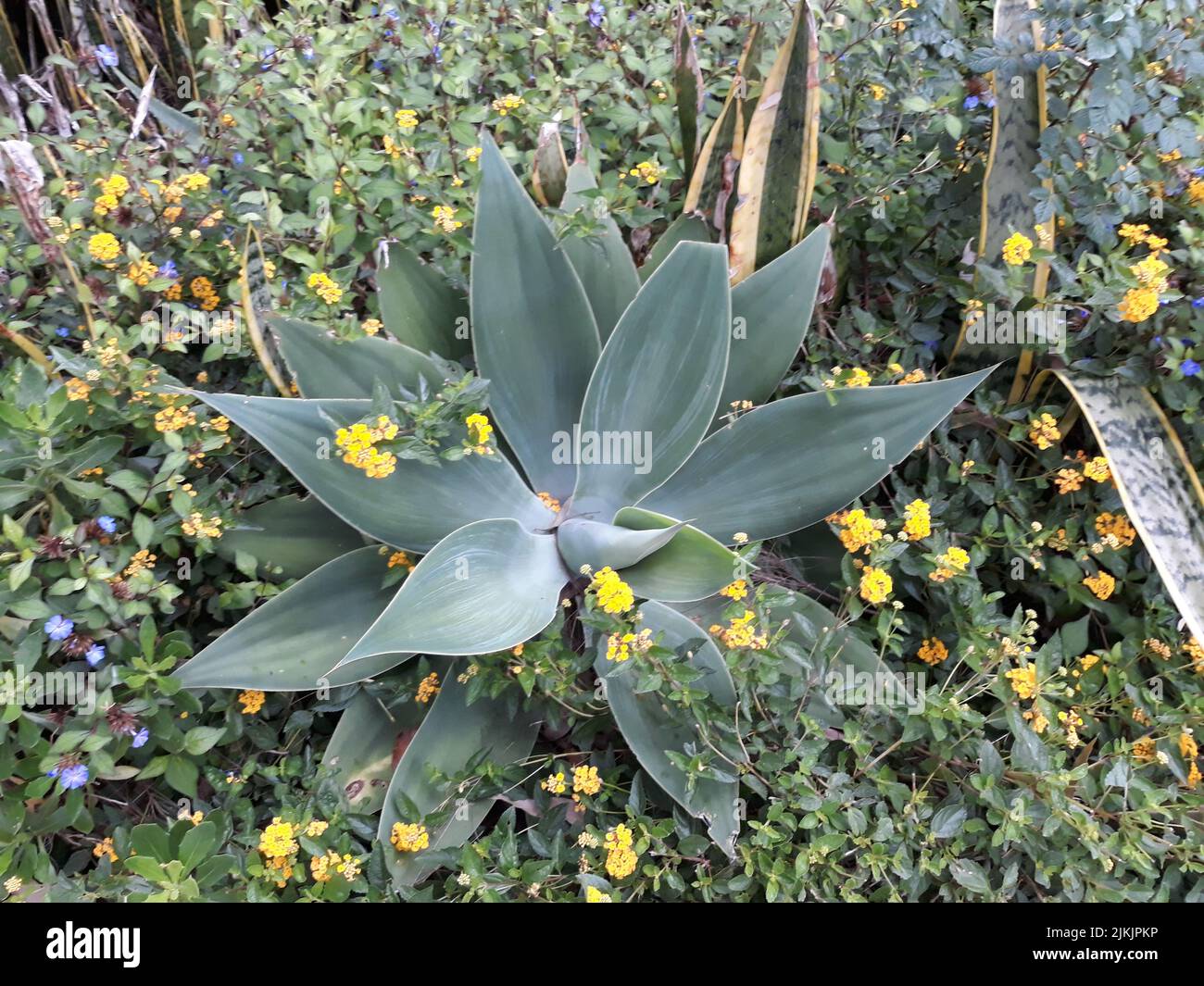 Ein Nahaufnahme des im Garten blühenden Löwenschwanzes Stockfoto