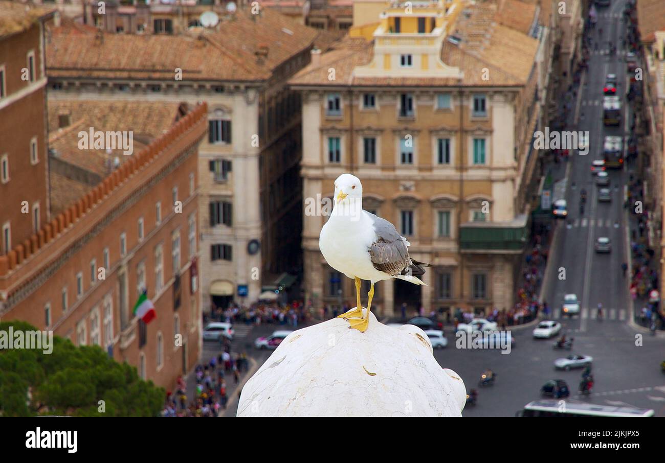 Eine Nahaufnahme einer Möwe auf der Oberseite des Gebäudes mit Blick auf die Stadt im Hintergrund Stockfoto