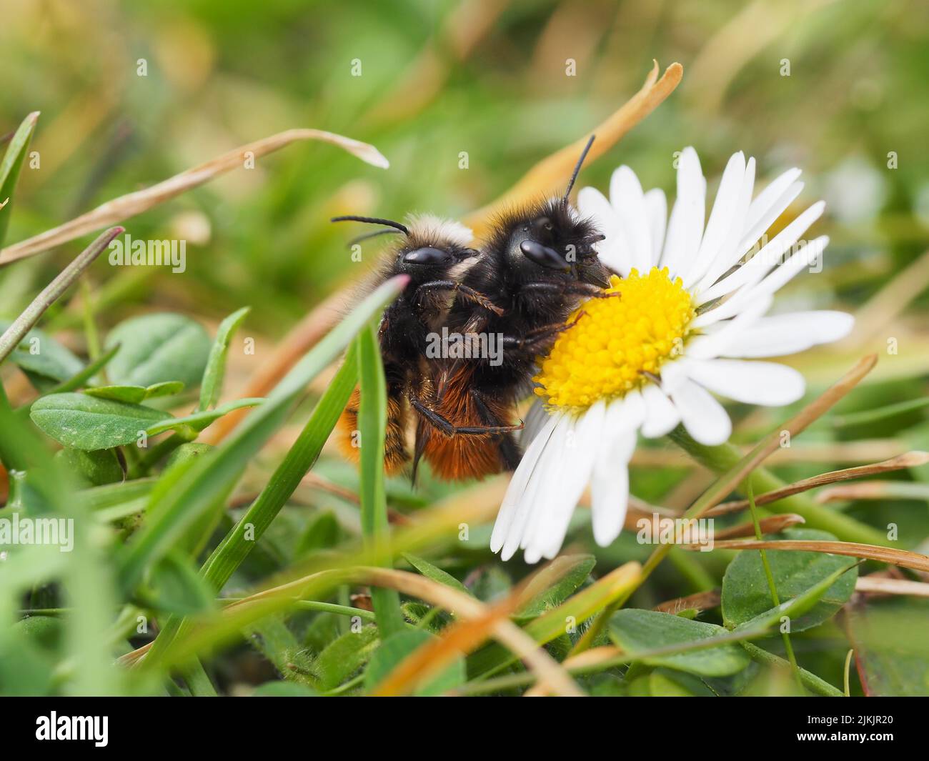 Nahaufnahme der Fortpflanzung wilder Bienen auf einer Gänseblümchen Stockfoto