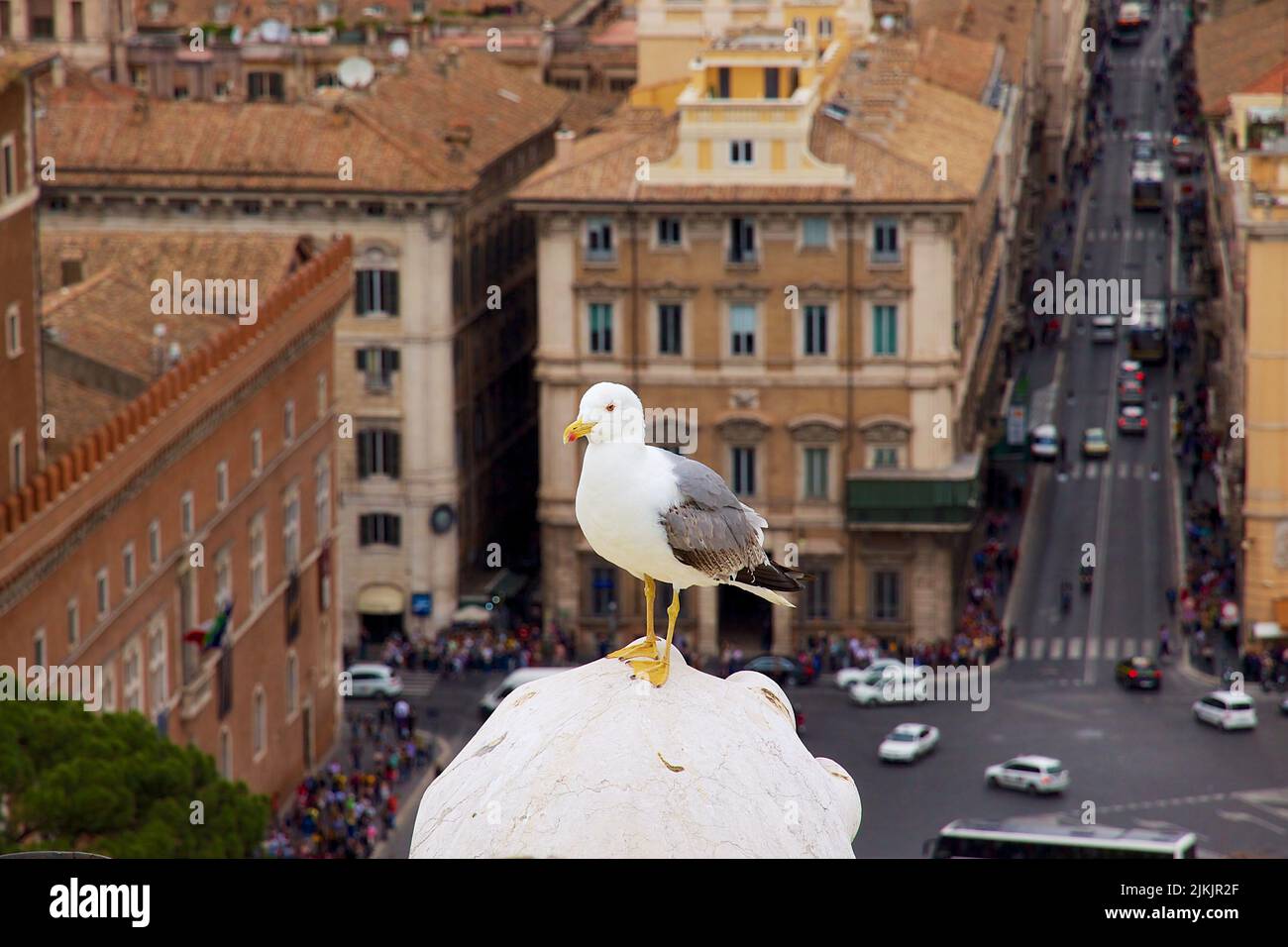 Eine Nahaufnahme einer Möwe auf der Oberseite des Gebäudes mit Blick auf die Stadt im Hintergrund Stockfoto