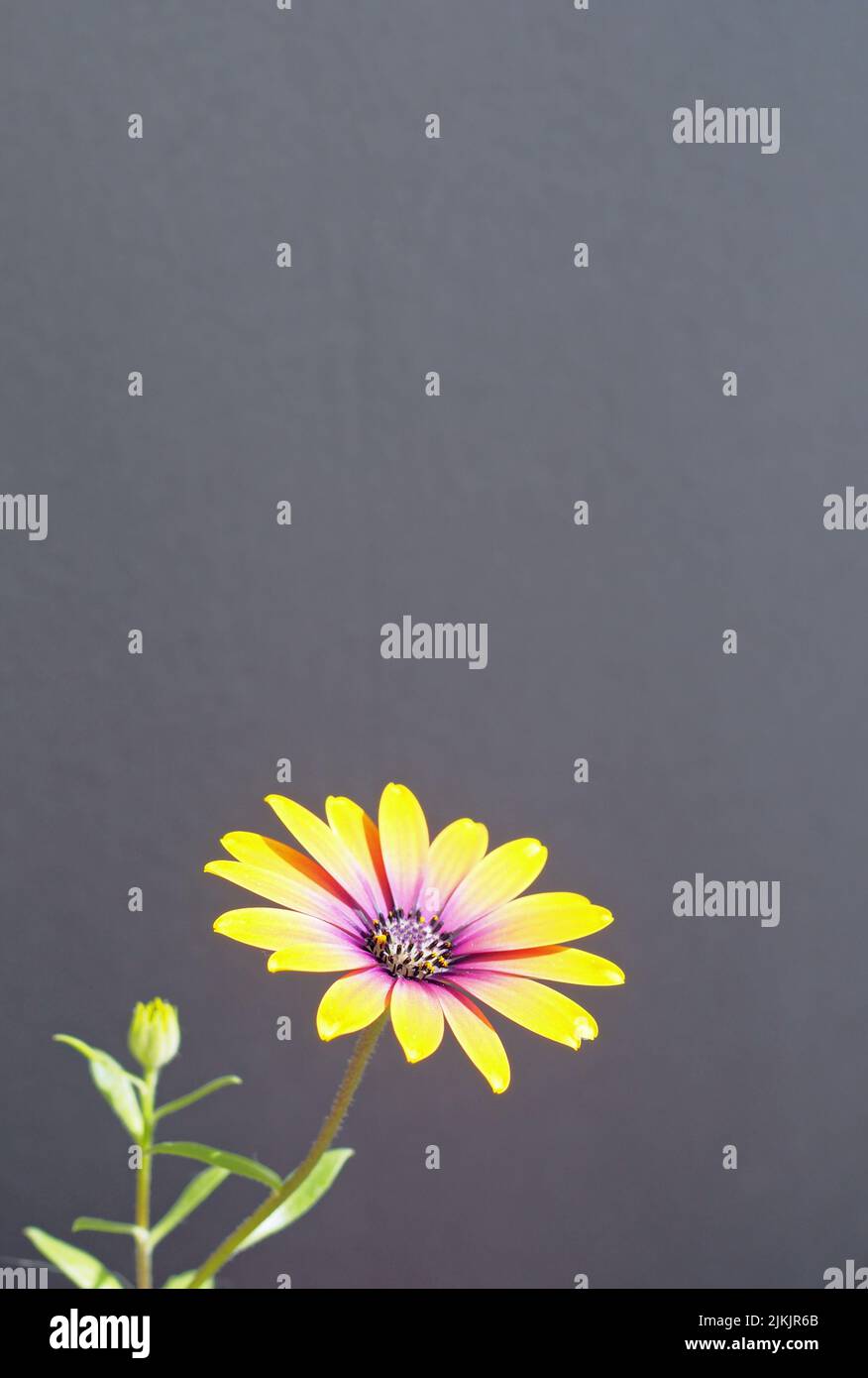 Osteospermum Daisy Blume vor grauem Hintergrund Stockfoto