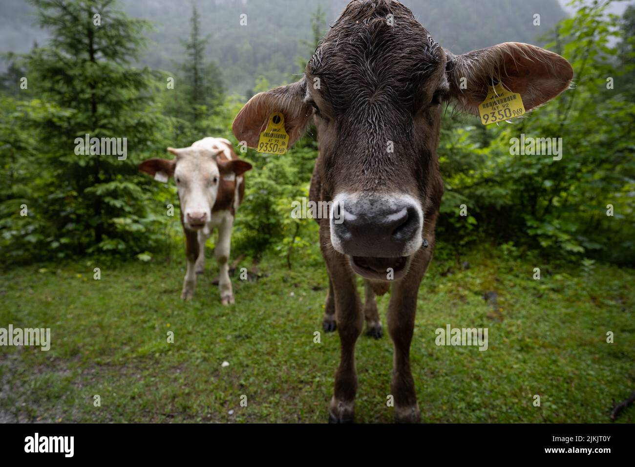 Eine Nahaufnahme von niedlichen Kühen, die an einem regnerischen Tag auf dem Feld grasen Stockfoto