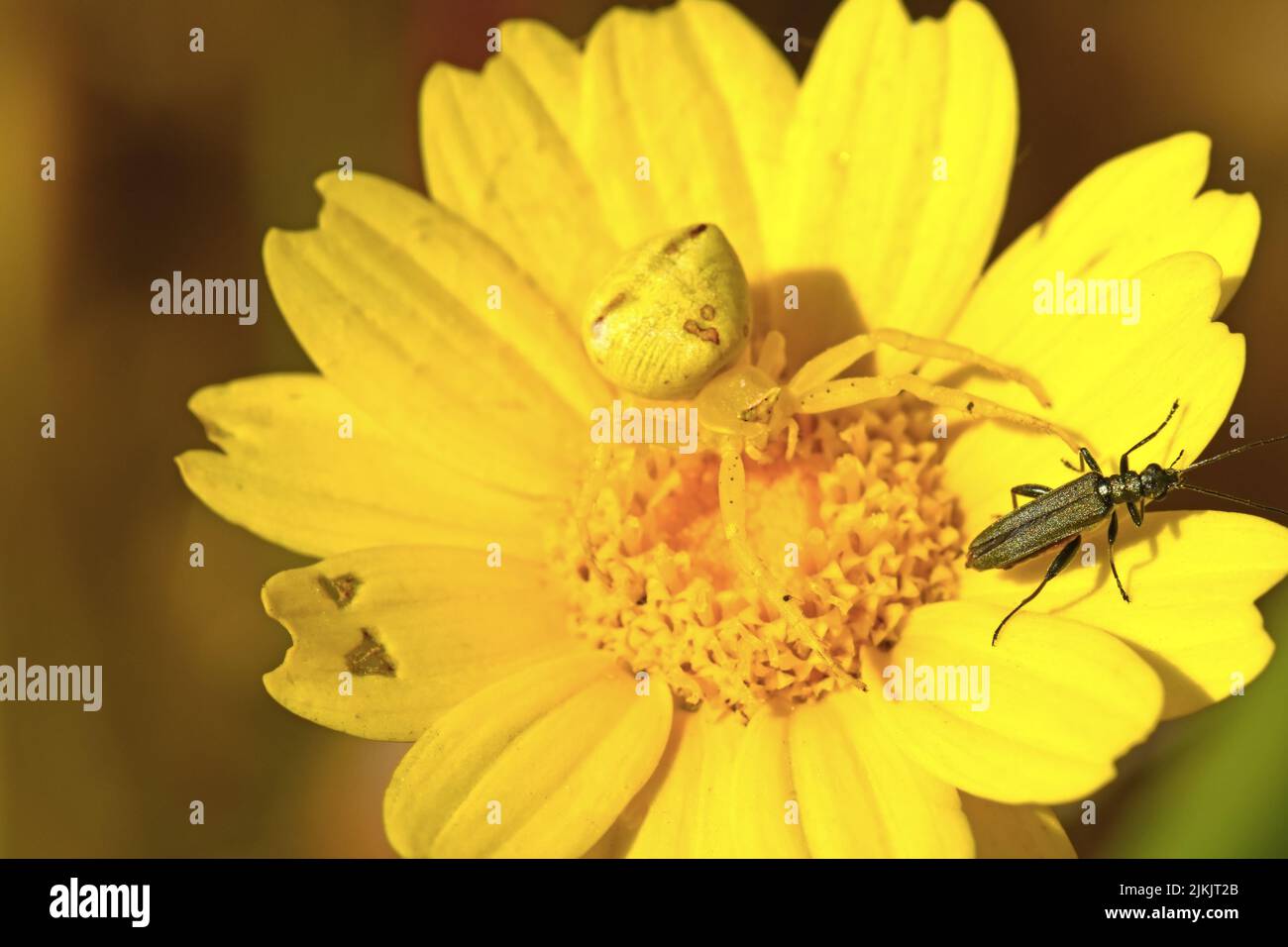 Die gelbe Krabbenspinne jagt einen Käfer Stockfoto