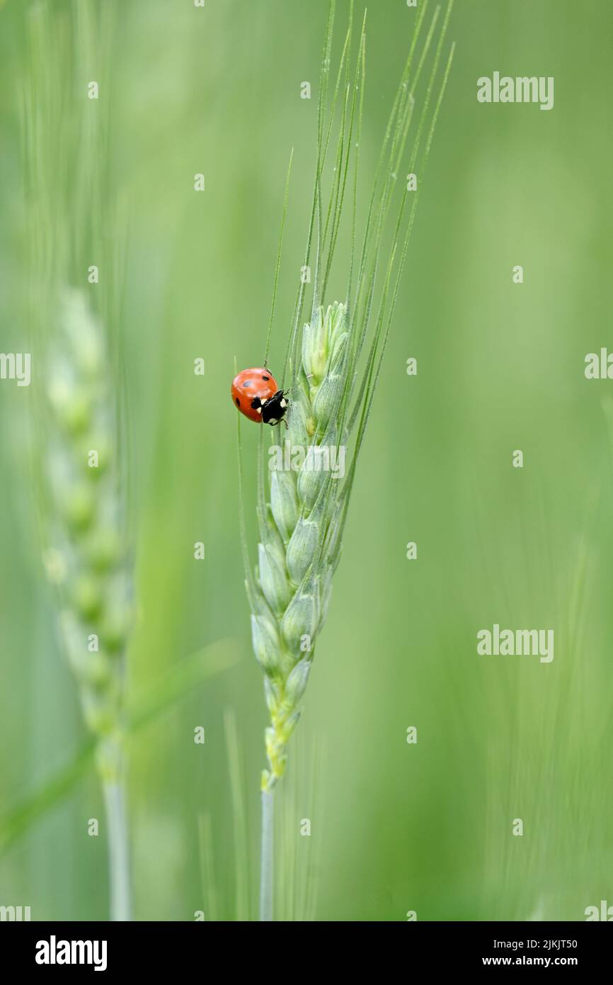 Nahaufnahme der roten schwarzen kleinen Insekten Insekt halten und sitzen auf der Weizenstich-Pflanze in der Farm weichen Fokus natürlichen grünen Hintergrund. Stockfoto