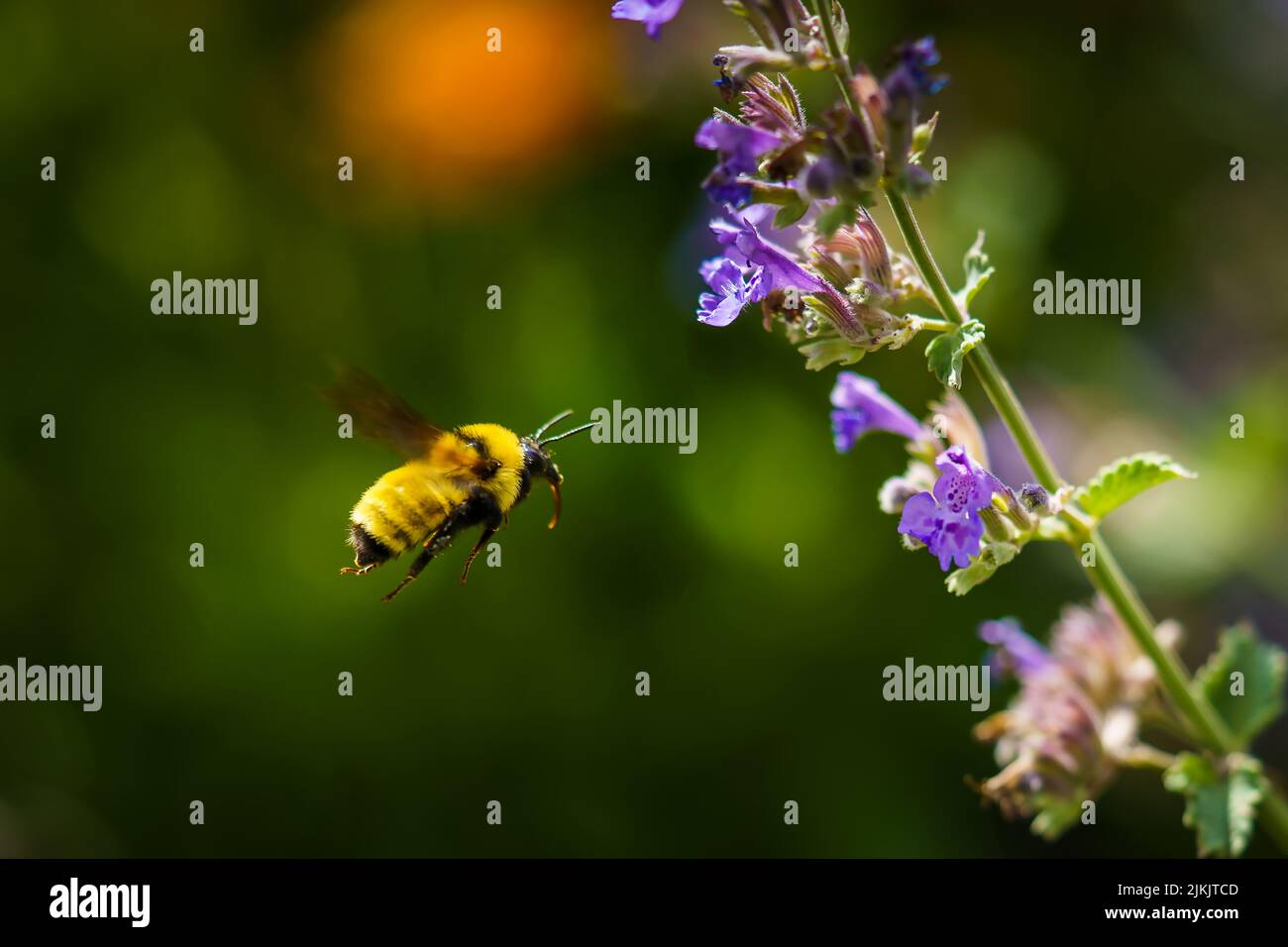 Ein selektiver Fokus einer Biene, die zur blühenden Blume fliegt, um sie zu bestäuben Stockfoto