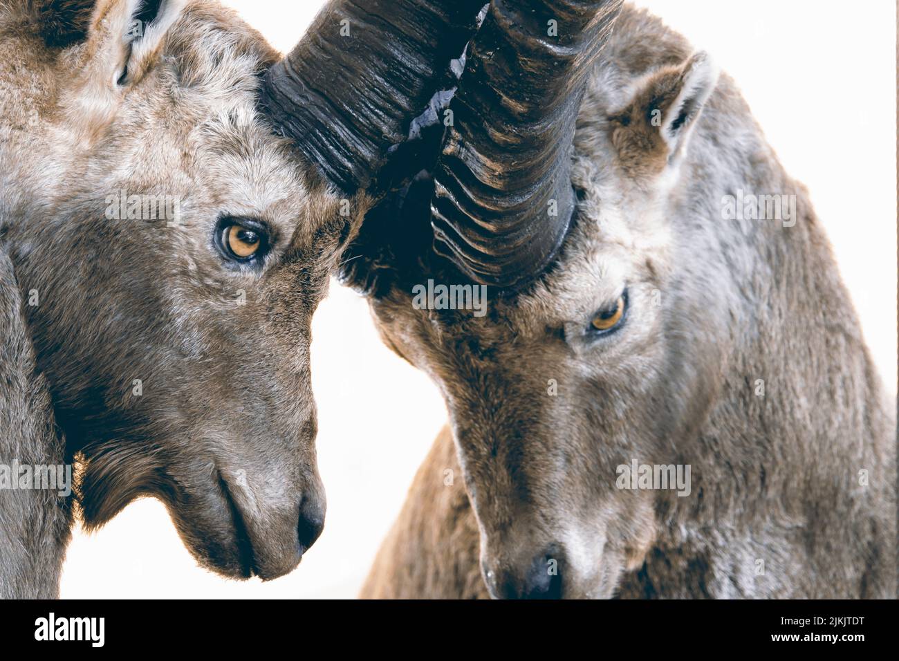 Die beiden braunen Ziegen kämpfen in freier Wildbahn miteinander Stockfoto