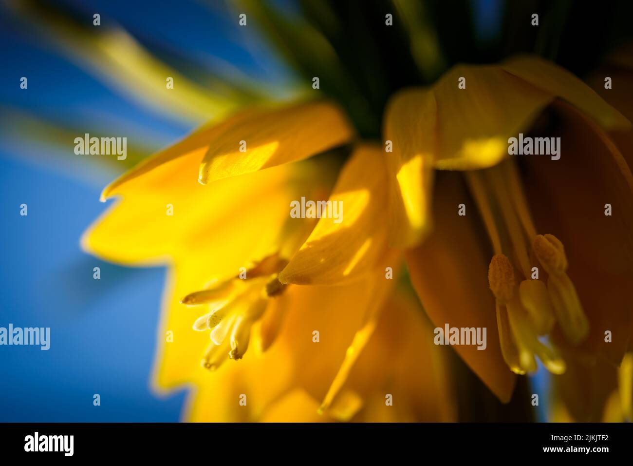 Eine Nahaufnahme der blühenden gelben Krone Kaiserblume Stockfoto