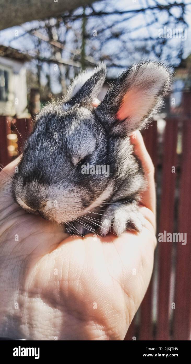 Eine Nahaufnahme des grauen häuslichen Kaninchens in einer männlichen Hand Stockfoto
