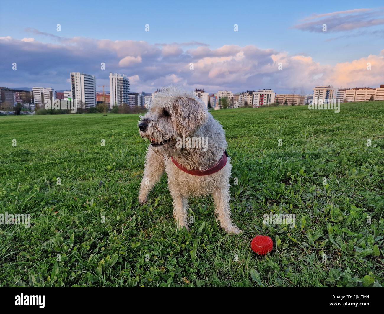 Eine schöne Aufnahme des weich beschichteten Wheaten Terrier Hundes, der auf dem Gras spielt. Stockfoto