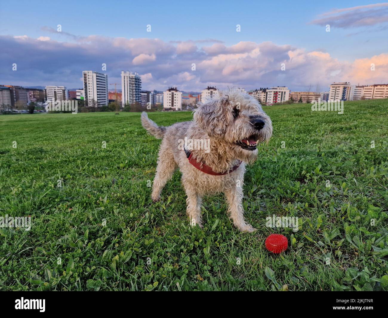 Eine Nahaufnahme des weich beschichteten Wheaten Terrier Hundes, der auf dem Gras spielt. Stockfoto