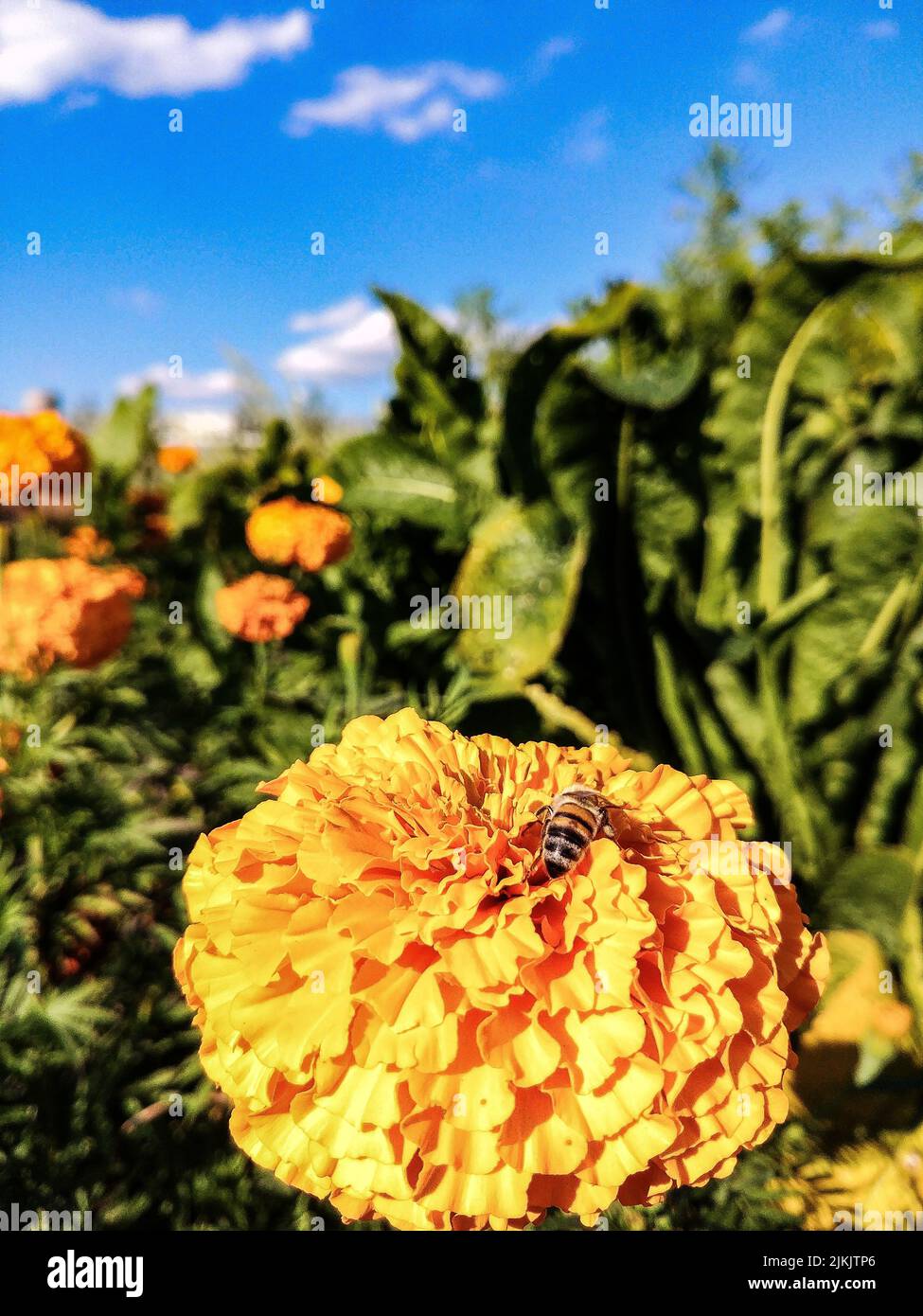Eine Nahaufnahme einer Honigbiene, die unter den Sonnenstrahlen Nektar aus einer gelben Ringelblume sammelt Stockfoto