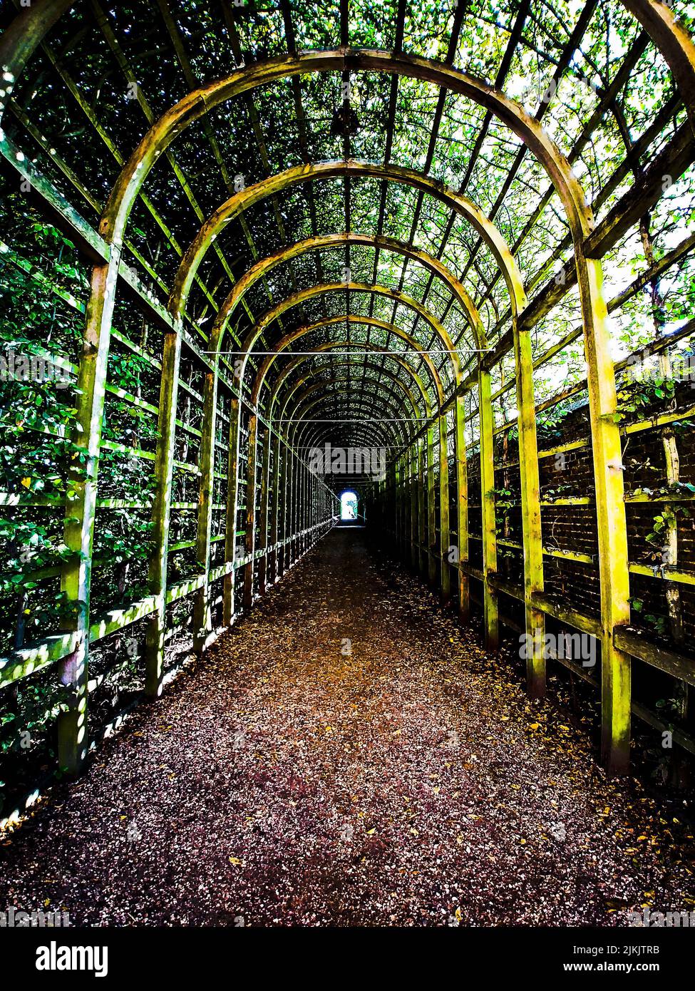 Eine gewölbte Gasse oder ein endloser Tunnel von Hampton Court Garden, London Stockfoto