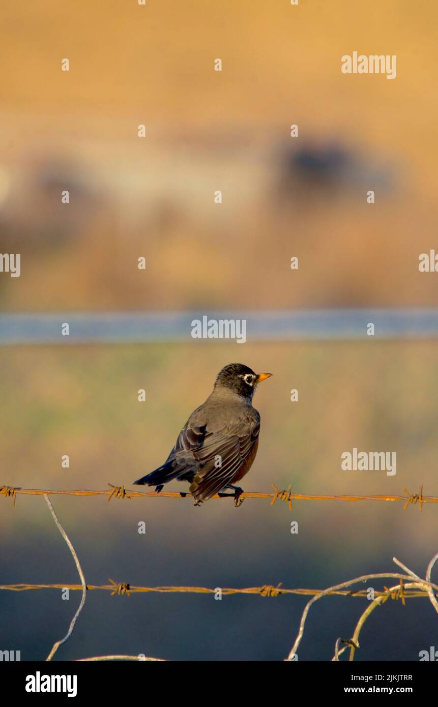 Eine vertikale Aufnahme des schönen amerikanischen Rotkehlvogels auf dem Draht. Stockfoto