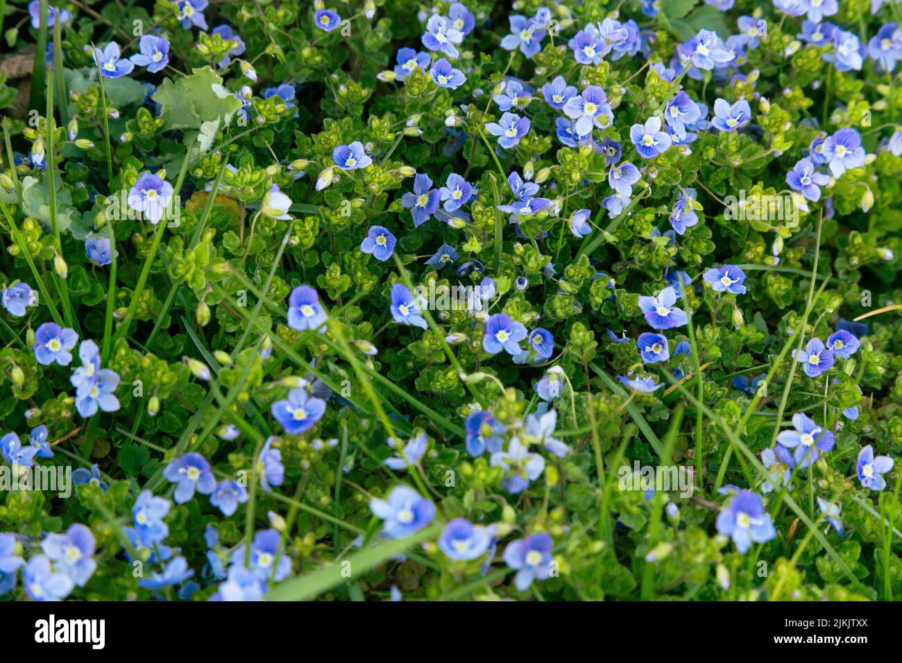 Im Frühling blüht der blaue schlanke Speedwell (veronica filiformis) in einem Garten. Stockfoto