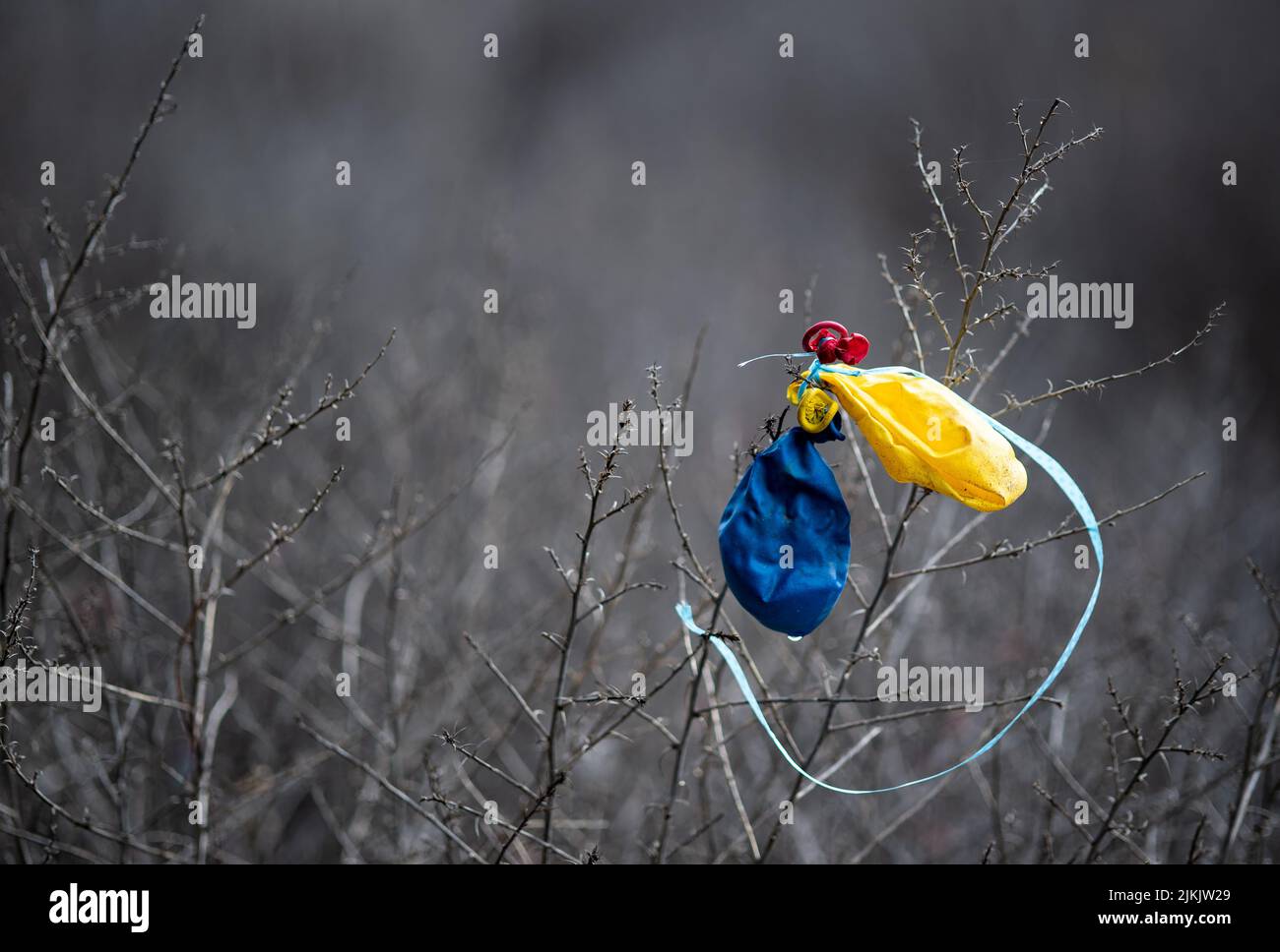 Eine Nahaufnahme von löchrigen Ballons auf einer dornigen Pflanze Stockfoto