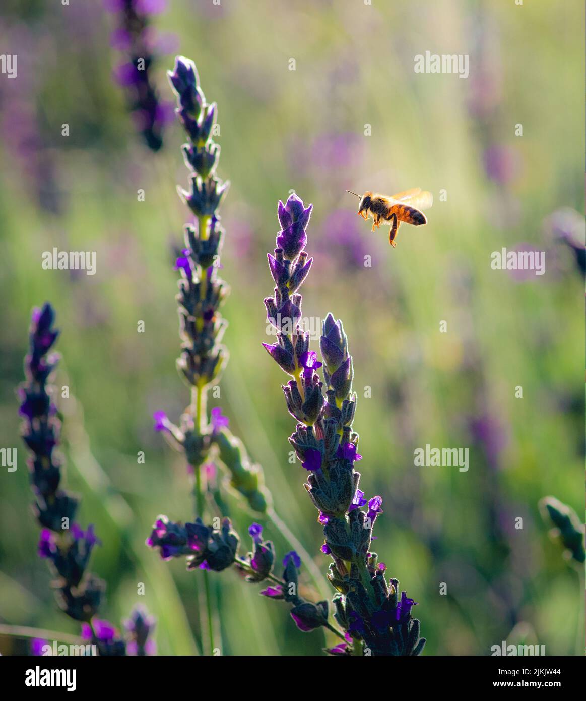 Eine vertikale selektive Fokusaufnahme einer Biene, die sich einer Lavendelblüte nähert Stockfoto