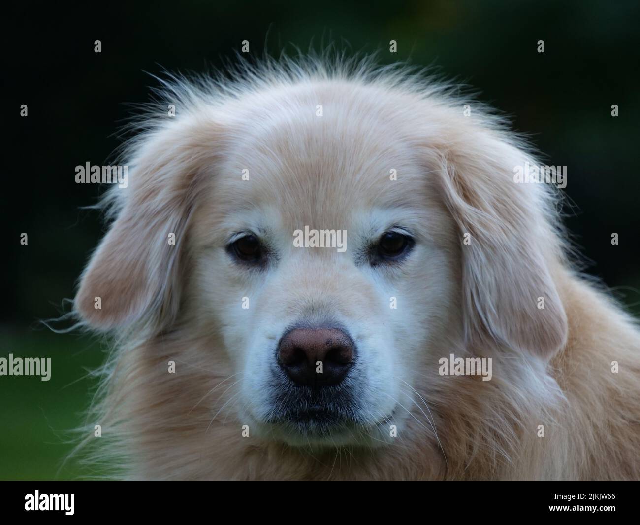 Ein Porträt eines entzückenden niedlichen Gesichts eines Golden Retriever Hundes Stockfoto