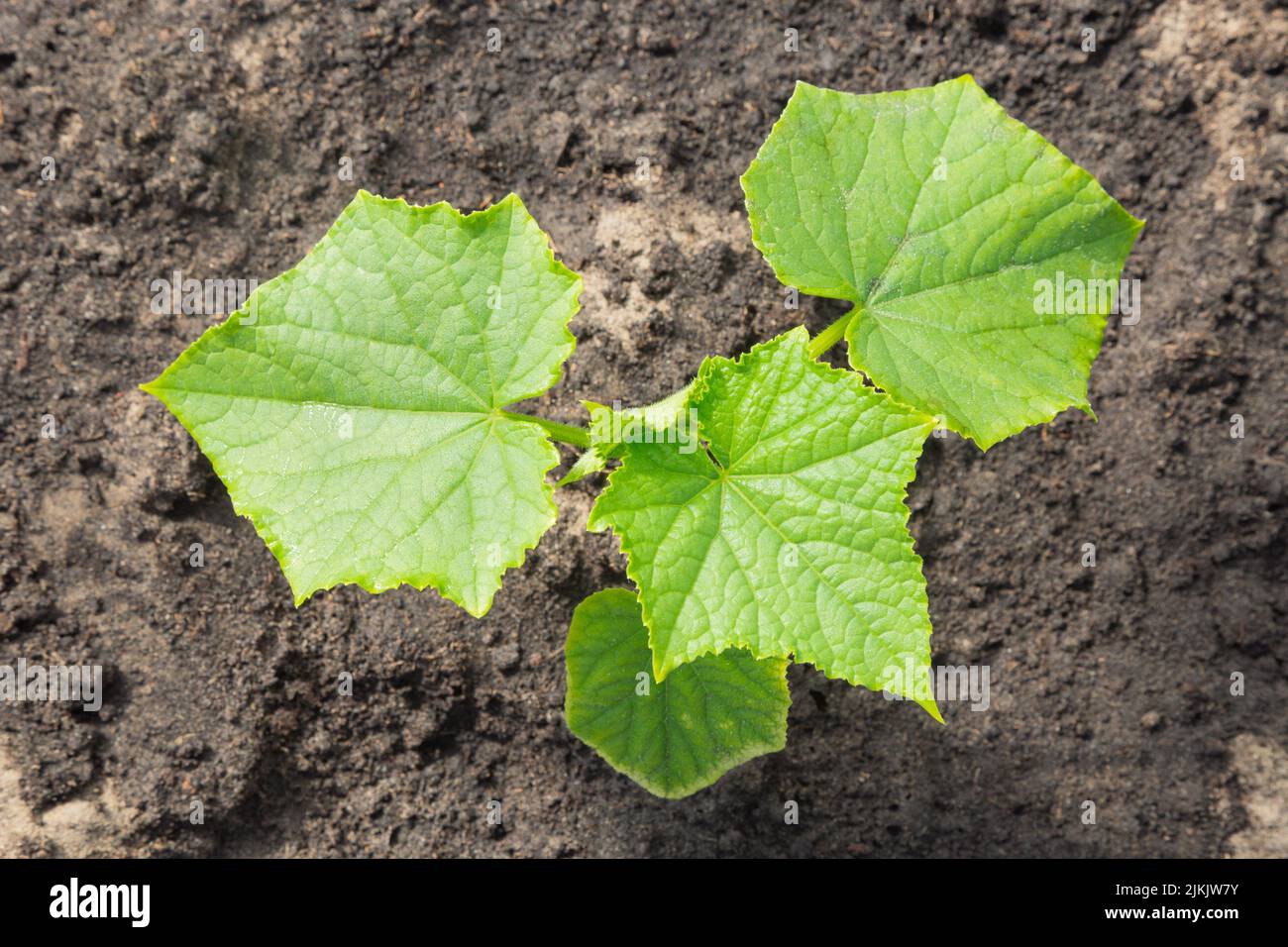 Giardino di cucumis sativus Fotos und Bildmaterial in hoher Auflösung