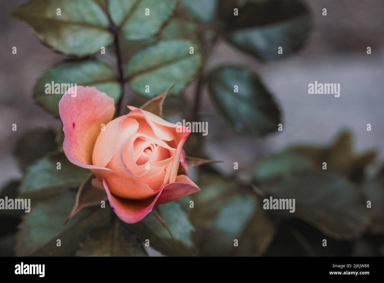 Die Nahaufnahme einer einzelnen rosaroten Strauchblume Stockfoto
