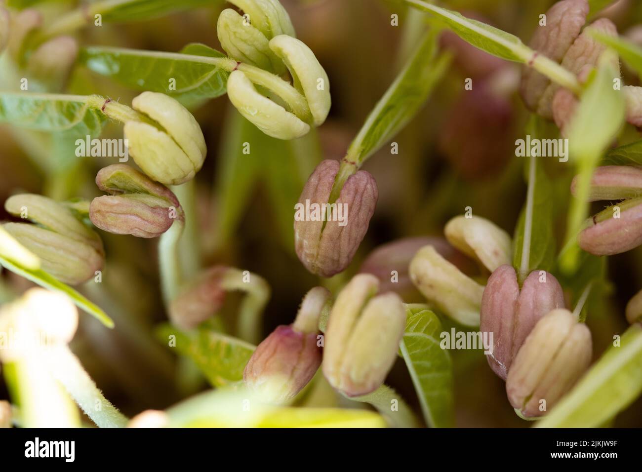 Eine Nahaufnahme von selbst angebauten Bohnensprossen Stockfoto